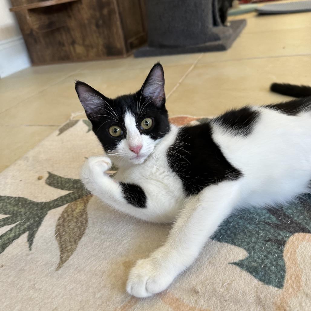 Enlarge Josie, a Adoptable Domestic Short Hair in Hollywood, FL image 3/4
