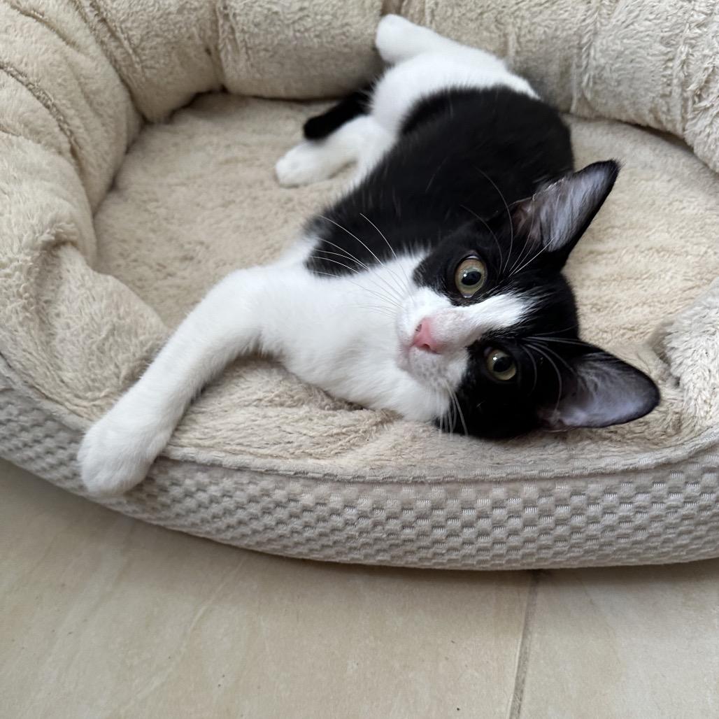 Enlarge Josie, a Adoptable Domestic Short Hair in Hollywood, FL image 4/4