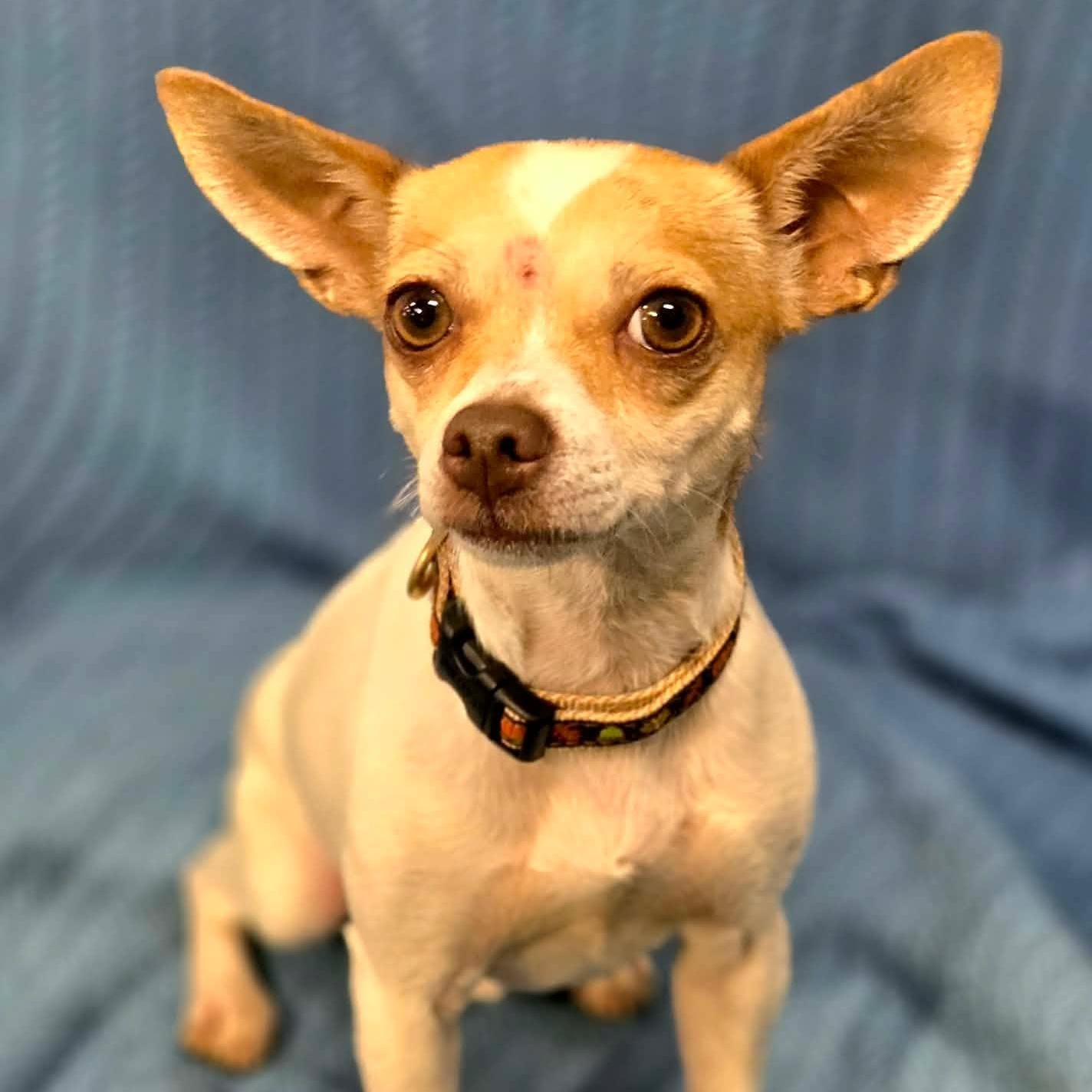 Enlarge Barnee, a Adopted mixed breed in Racine, WI image 2/3