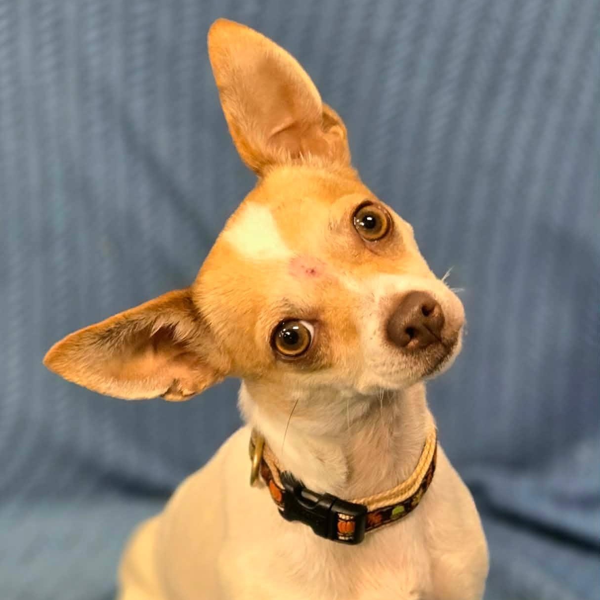 Enlarge Barnee, a Adopted mixed breed in Racine, WI image 1/3