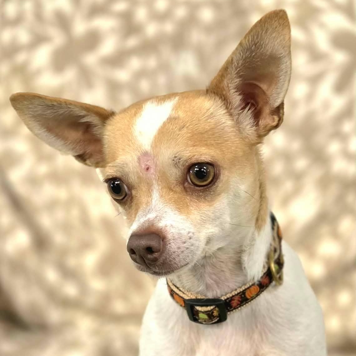 Enlarge Barnee, a Adopted mixed breed in Racine, WI image 3/3
