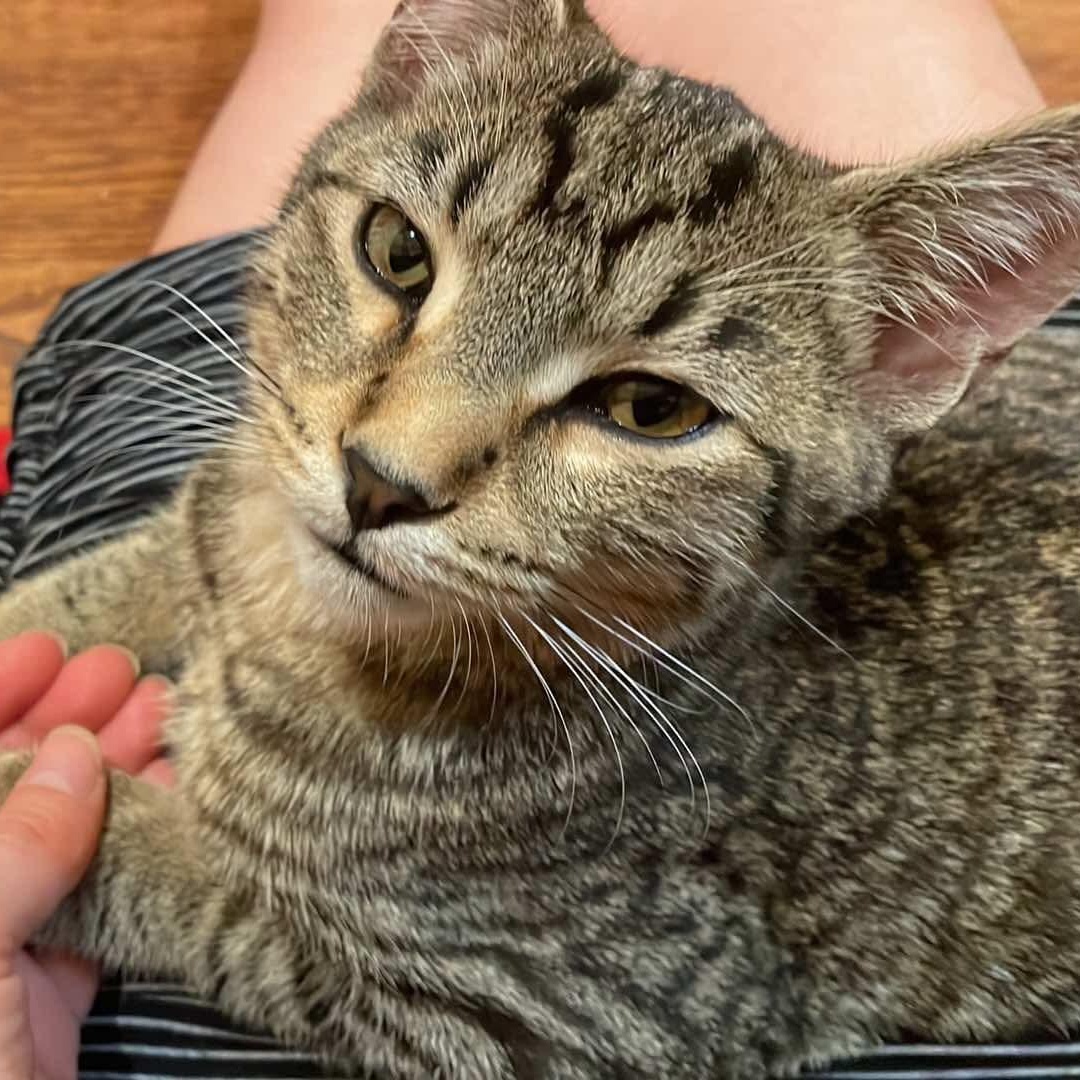 Enlarge Lui, a Adoptable mixed breed in Chicago, IL image 4/6