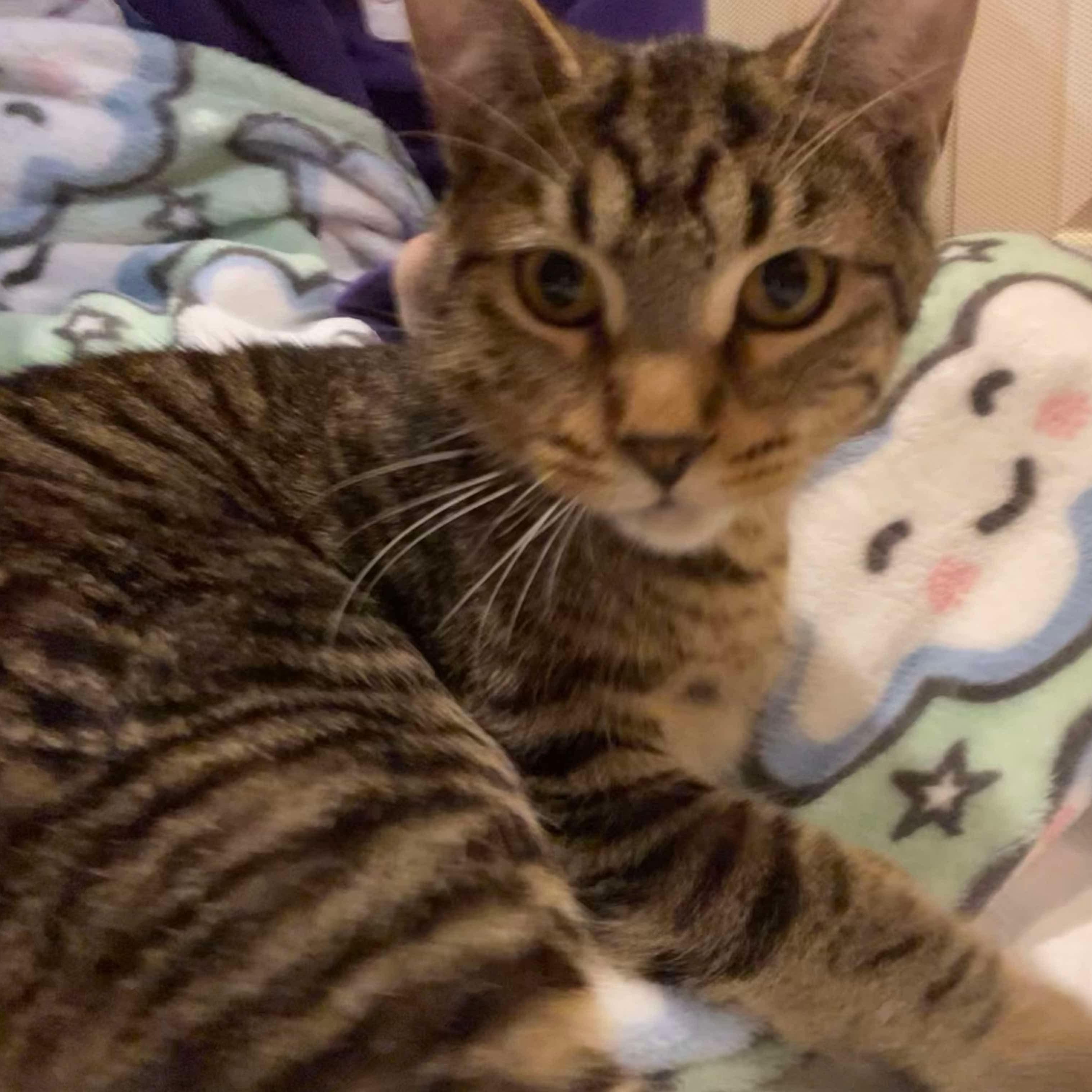 Lui, Adoptable, Kitten Male Tabby & Domestic Short Hair.