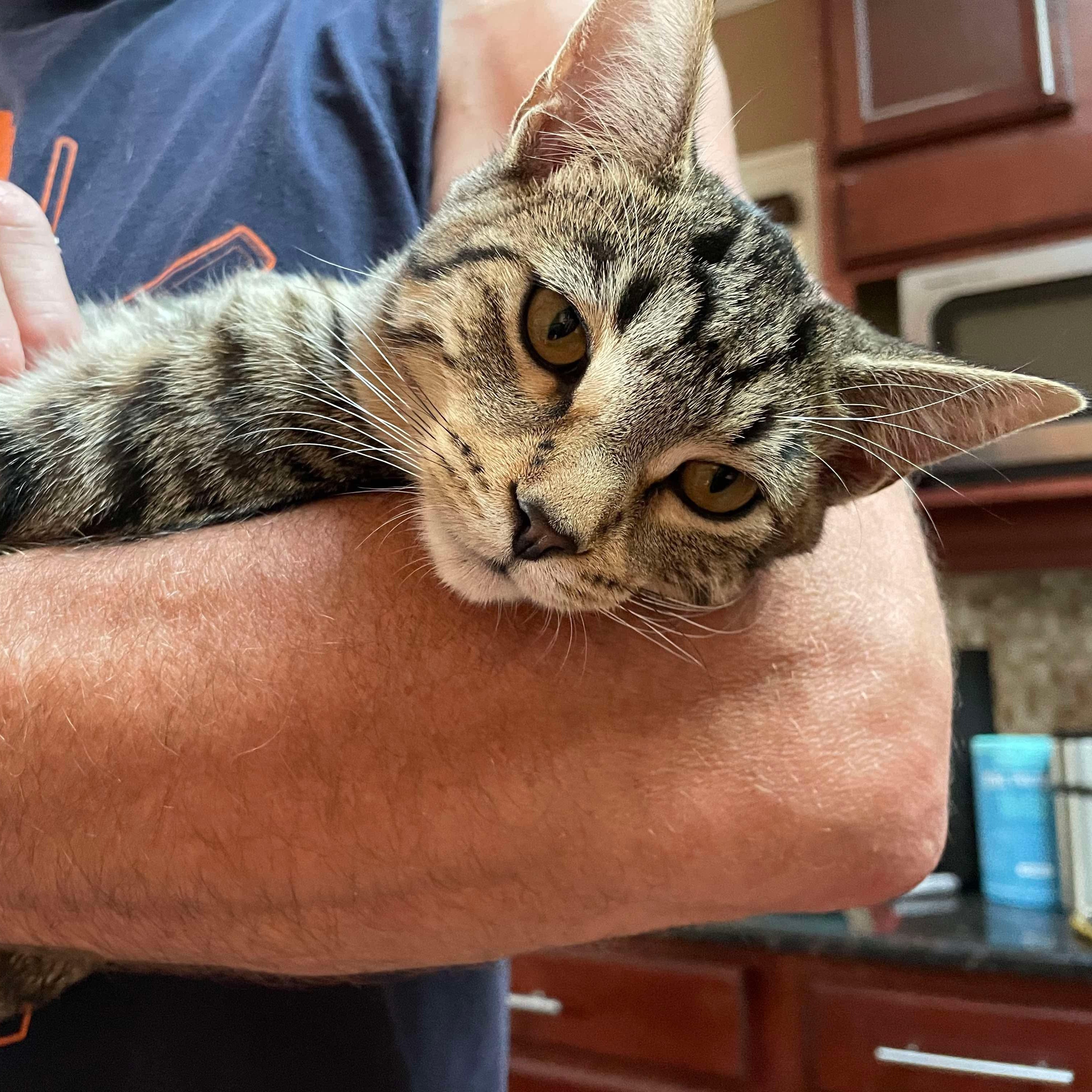 Enlarge Lui, a Adoptable mixed breed in Chicago, IL image 2/6