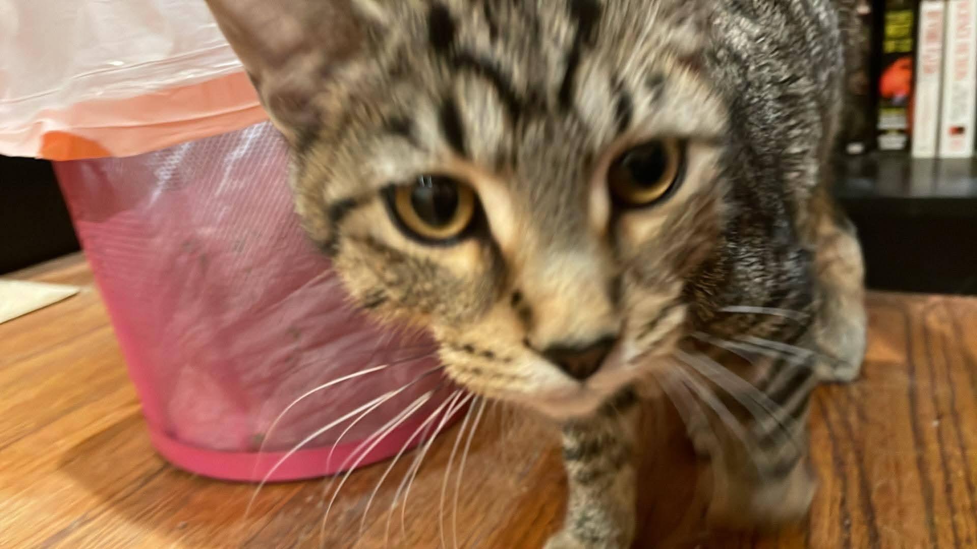 Enlarge Lui, a Adoptable mixed breed in Chicago, IL image 5/6