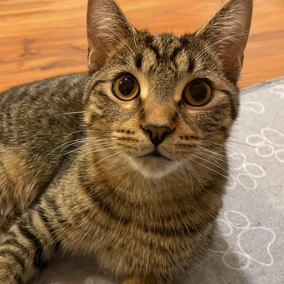 Enlarge Lui, a Adoptable mixed breed in Chicago, IL image 3/6