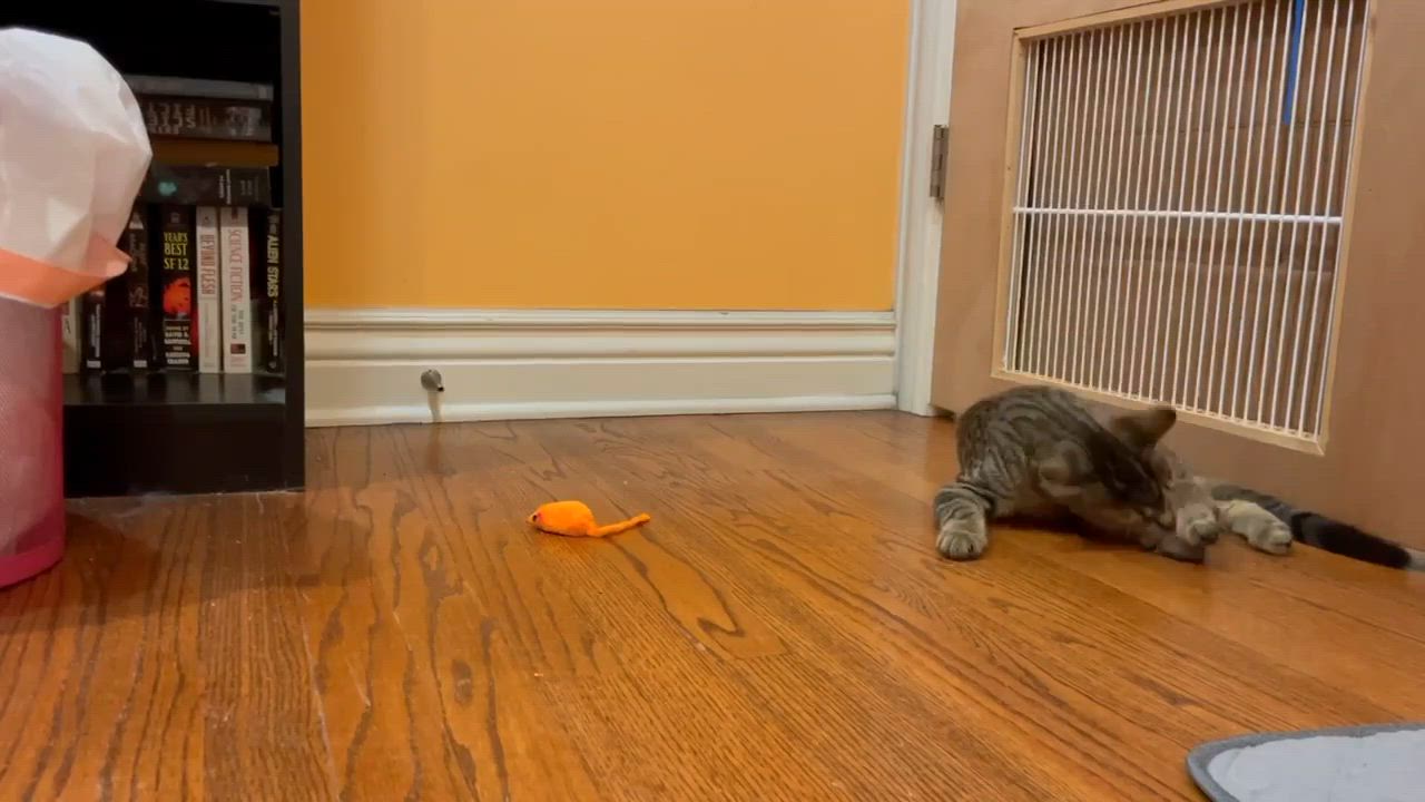 Enlarge Lui, a Adoptable mixed breed in Chicago, IL video 6/6