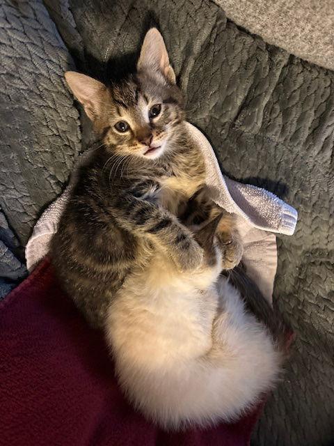 Enlarge Huck, a Adopted Domestic Short Hair in Herndon, VA image 2/3