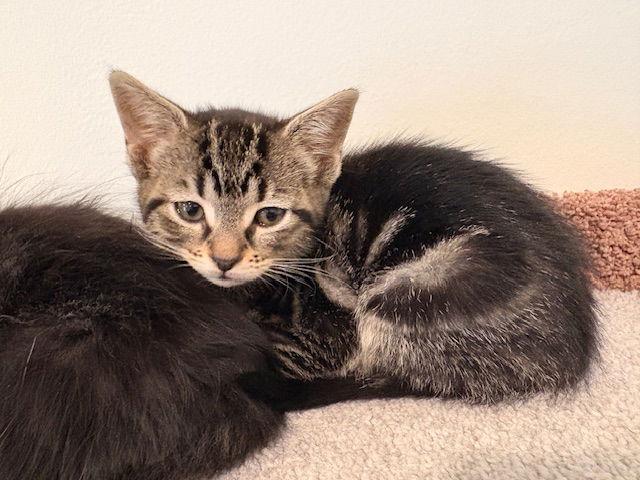 Enlarge Huck, a Adopted Domestic Short Hair in Herndon, VA image 3/3