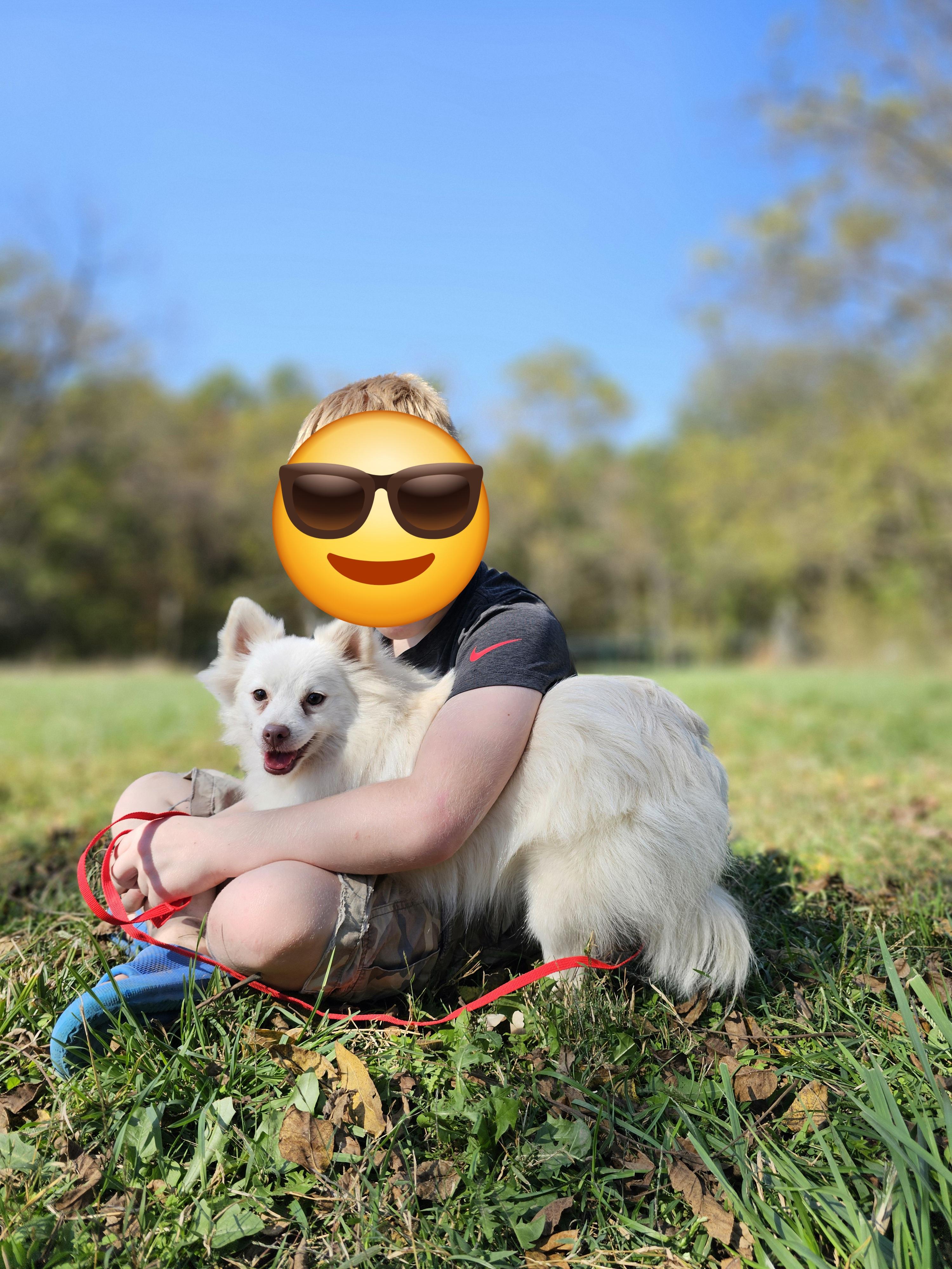 Marshmallow, a Adoptable mixed breed in Columbia, MO image 1/3