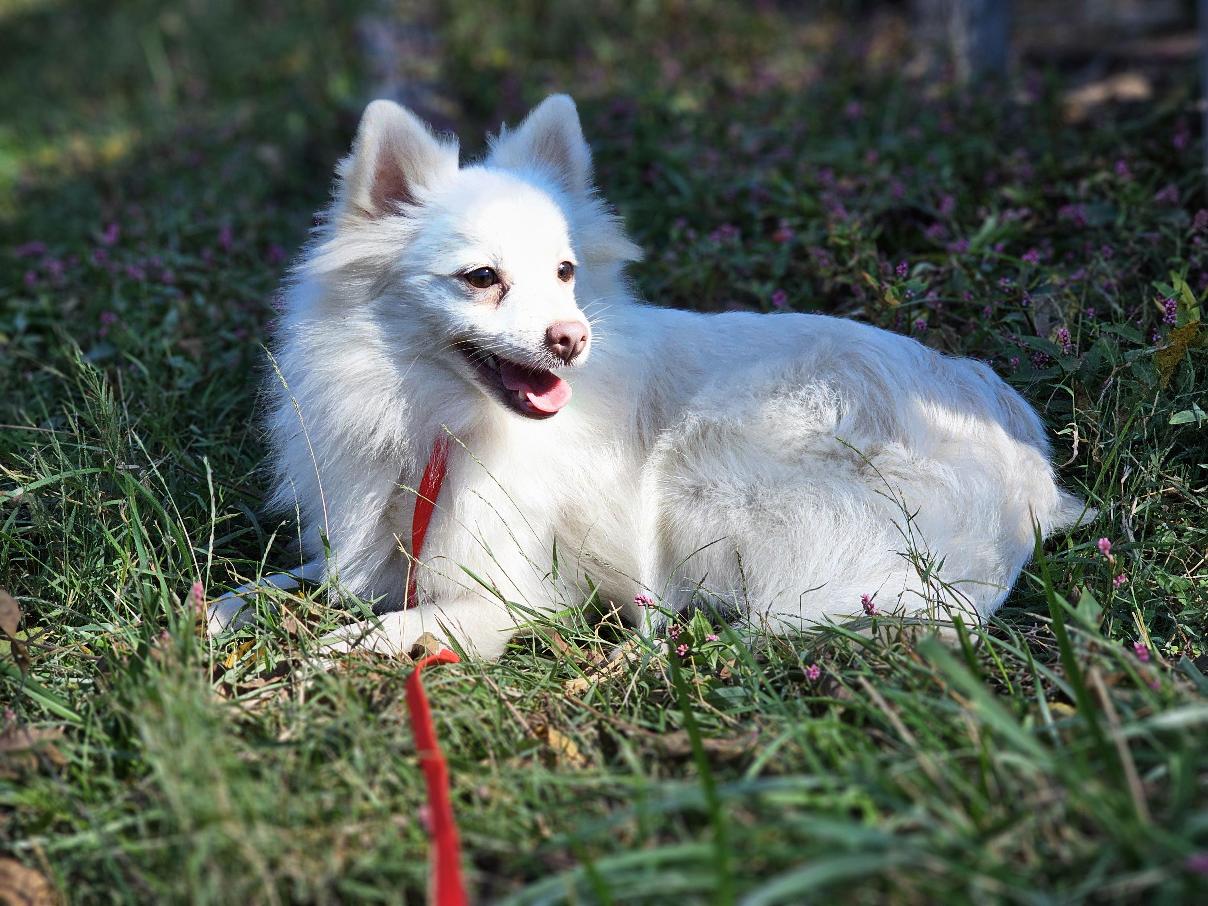 Marshmallow, a Adoptable mixed breed in Columbia, MO image 2/3
