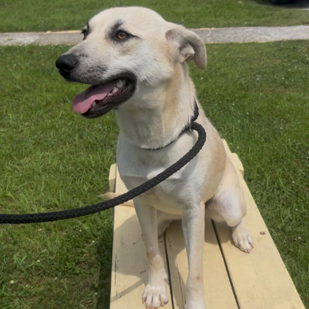 Enlarge Annabell, a Adoptable Mixed Breed in Corinth, MS image 2/2