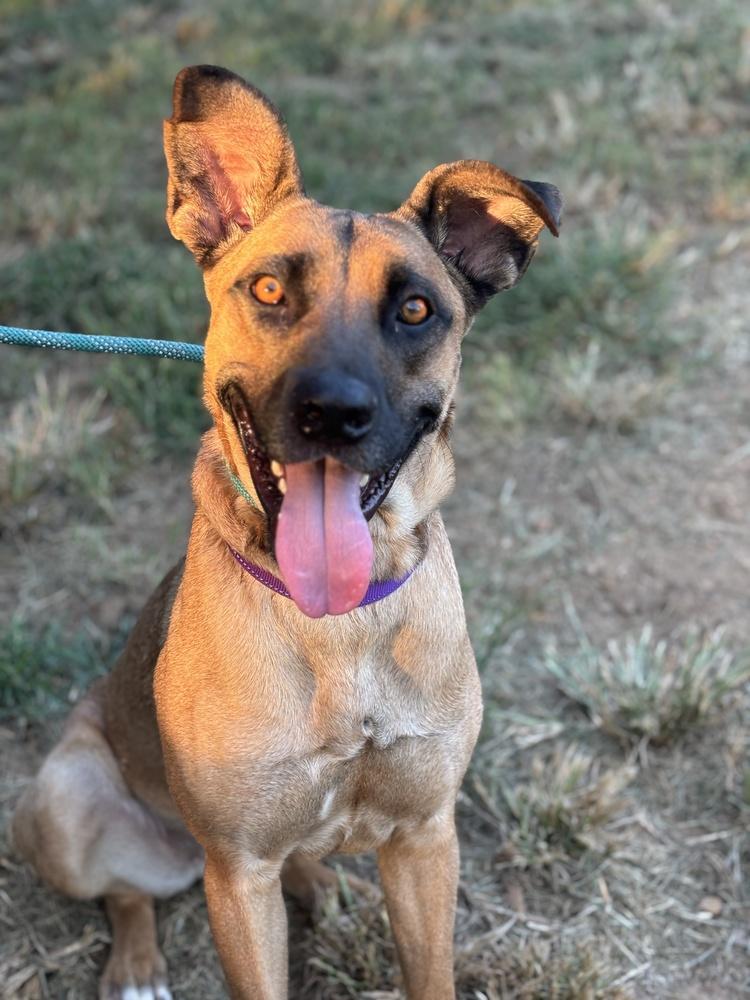 Enlarge Zuri, a Adoptable mixed breed in Tulsa, OK image 2/4