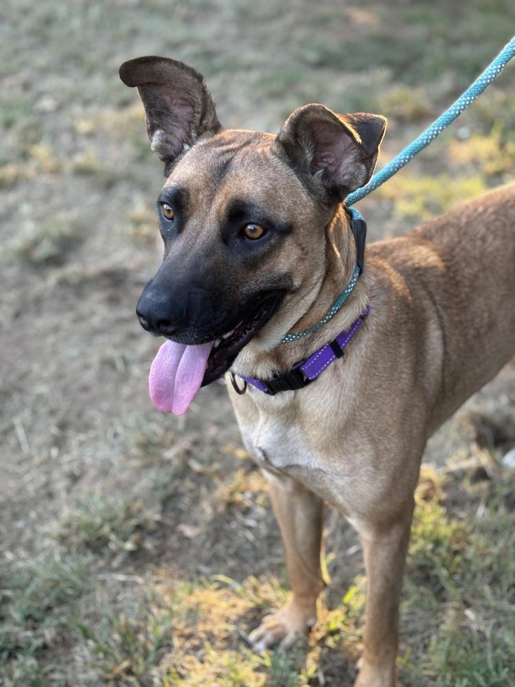 Enlarge Zuri, a Adoptable mixed breed in Tulsa, OK image 3/4