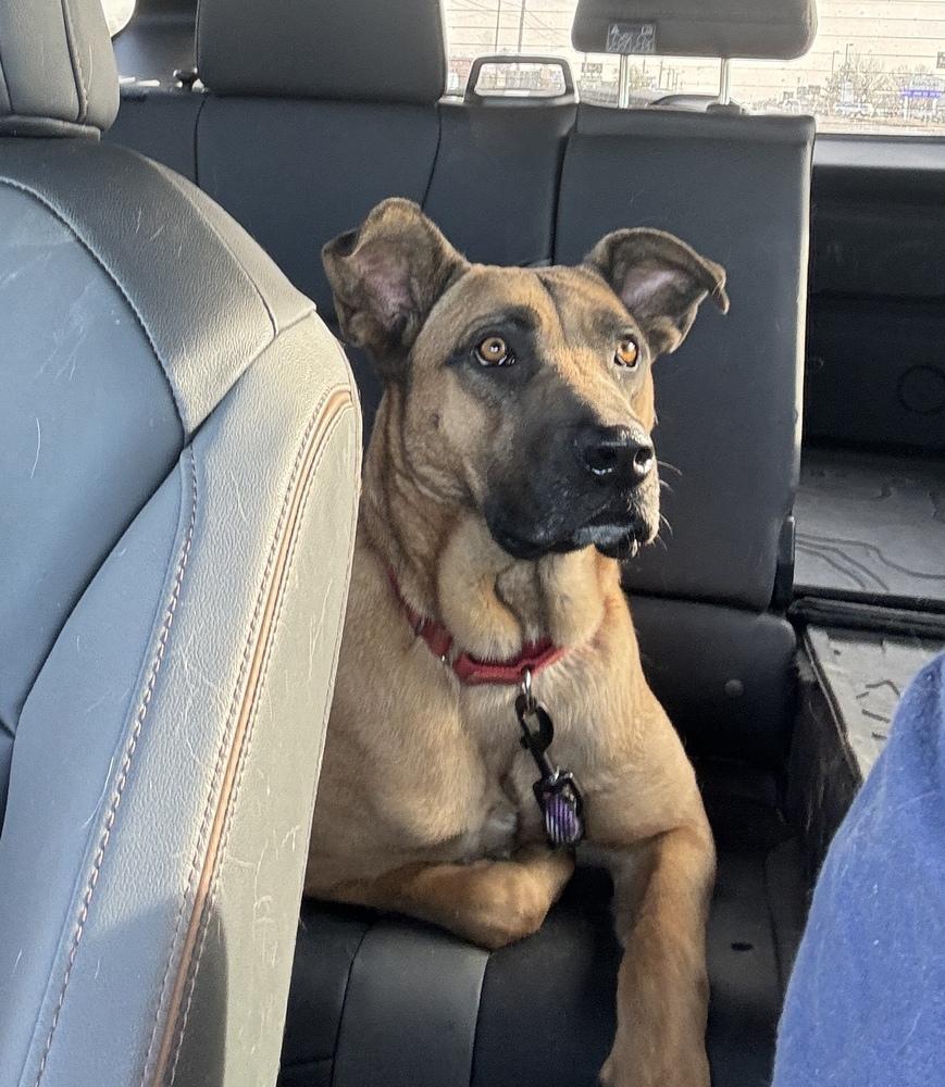 Zuri, Adoptable, Adult Female Belgian Shepherd / Malinois.