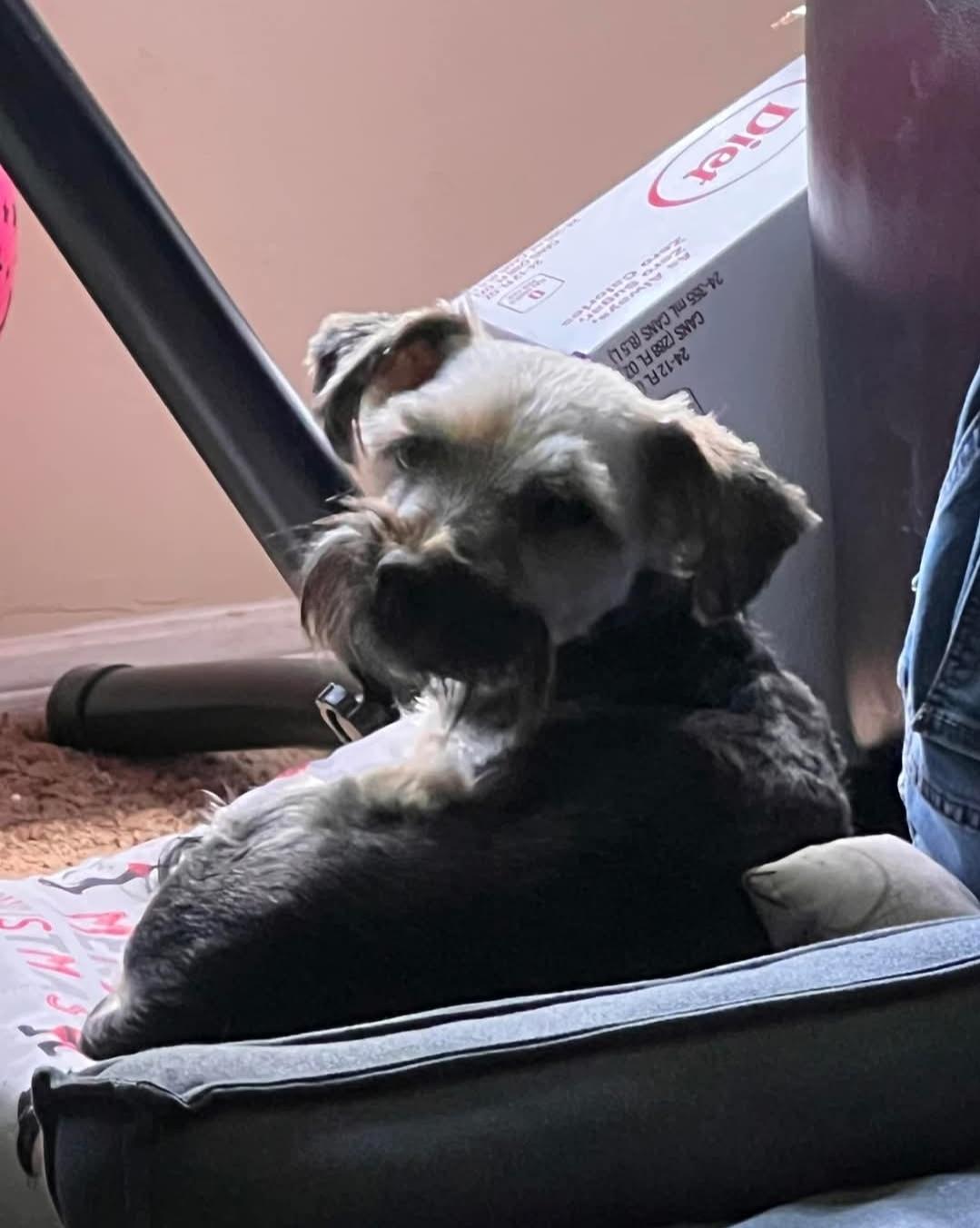 Wookie, ADOPTABLE, Adult Male Yorkshire Terrier.