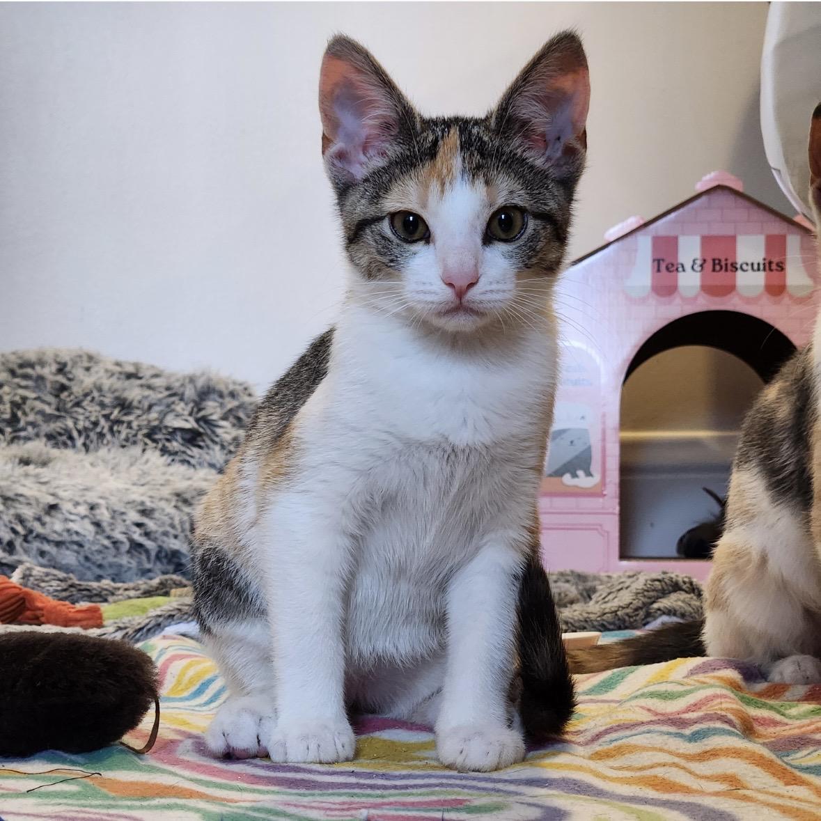 Ophelia, Adoptable, Young Female Domestic Short Hair.