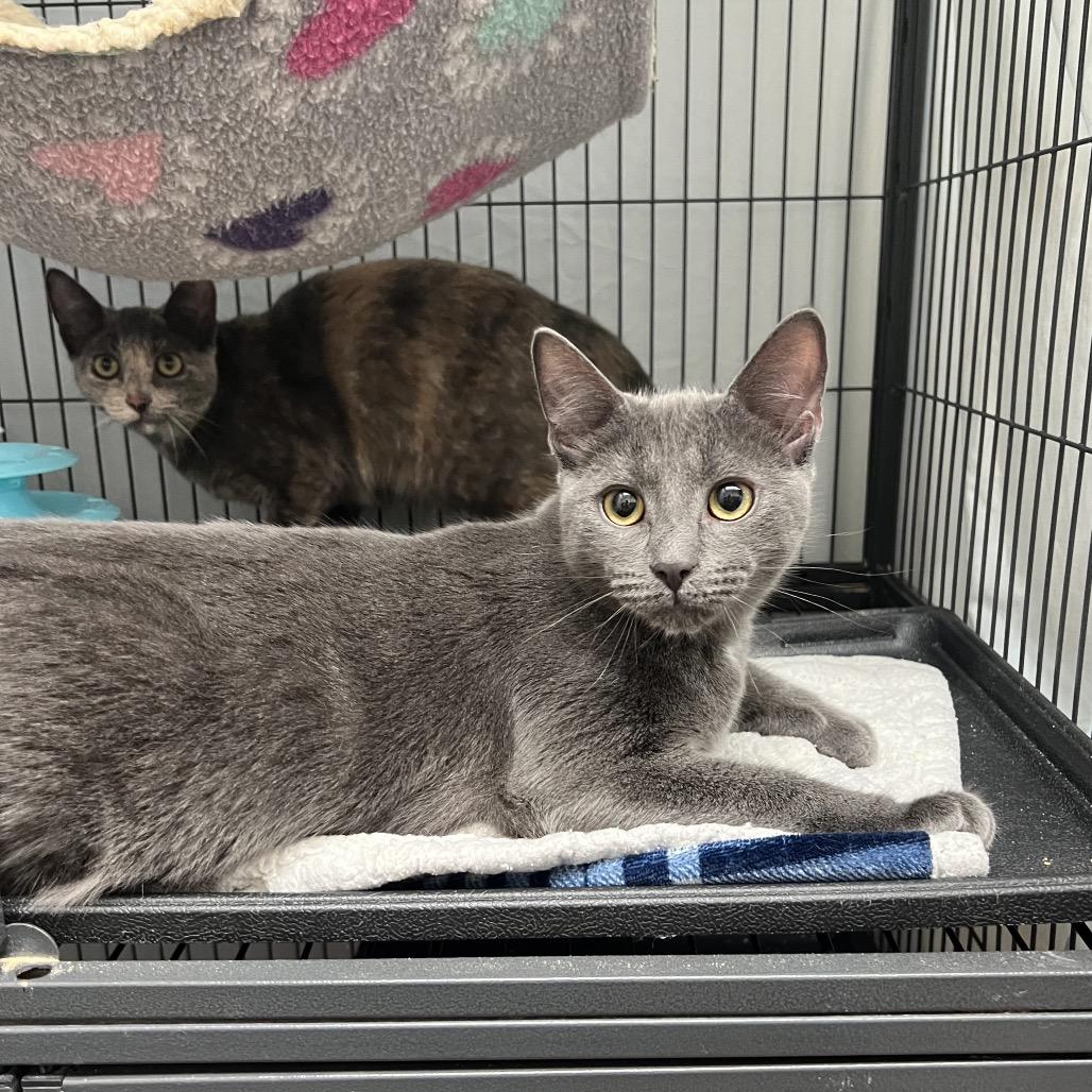 Enlarge Indominous Rex (and Raptor Blue), a Adoptable Domestic Short Hair in Mount Laurel, NJ image 1/4