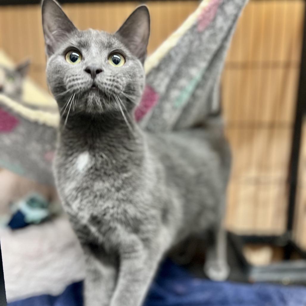 Enlarge Indominous Rex (and Raptor Blue), a Adoptable Domestic Short Hair in Mount Laurel, NJ image 3/4