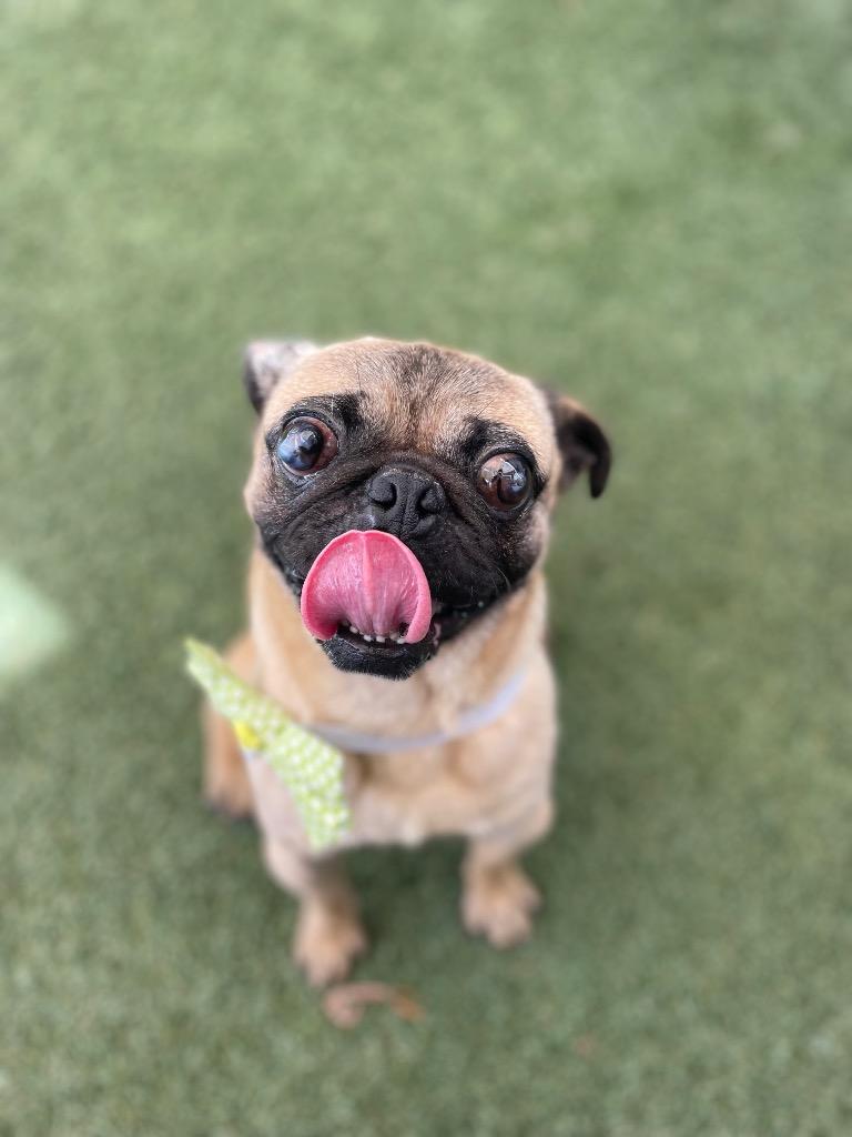 Enlarge Biscotti, a Adoptable Pug in Gardena, CA image 2/6