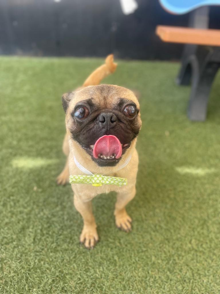 Enlarge Biscotti, a Adoptable Pug in Gardena, CA image 4/6