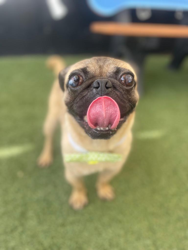 Enlarge Biscotti, a Adoptable Pug in Gardena, CA image 5/6