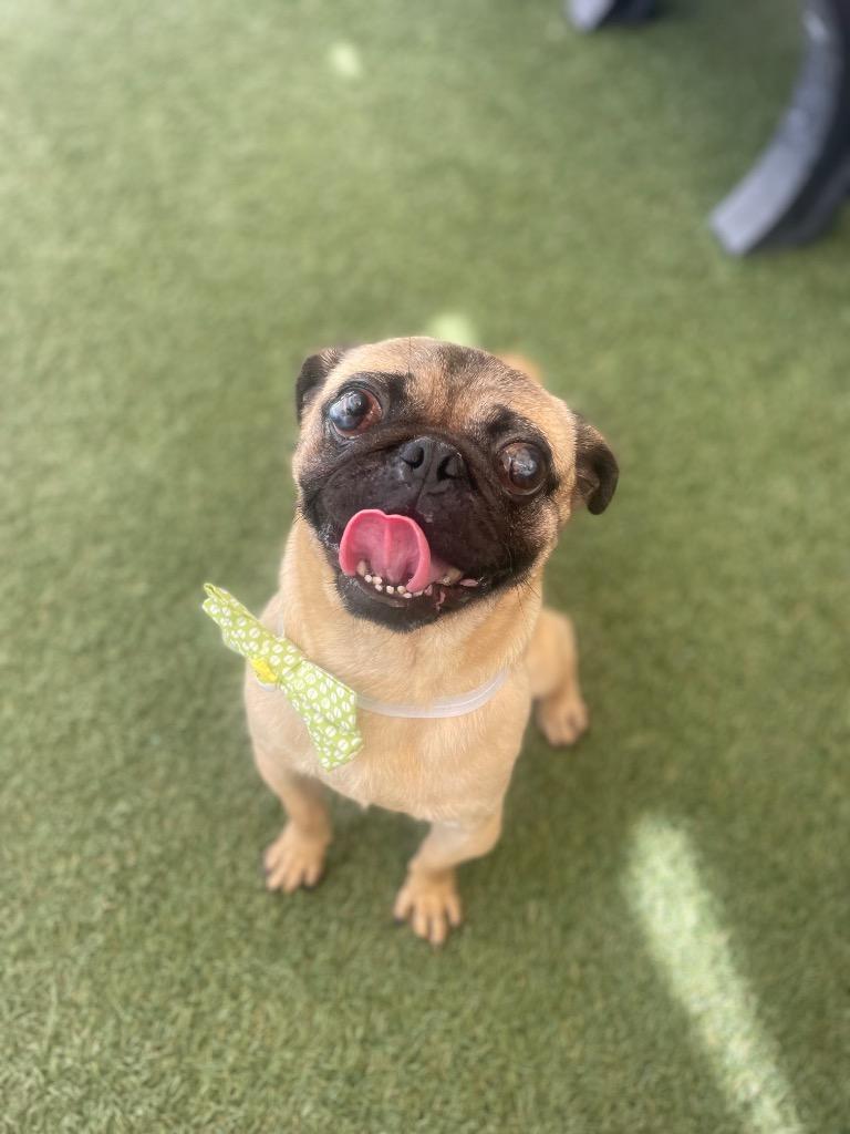 Enlarge Biscotti, a Adoptable Pug in Gardena, CA image 6/6
