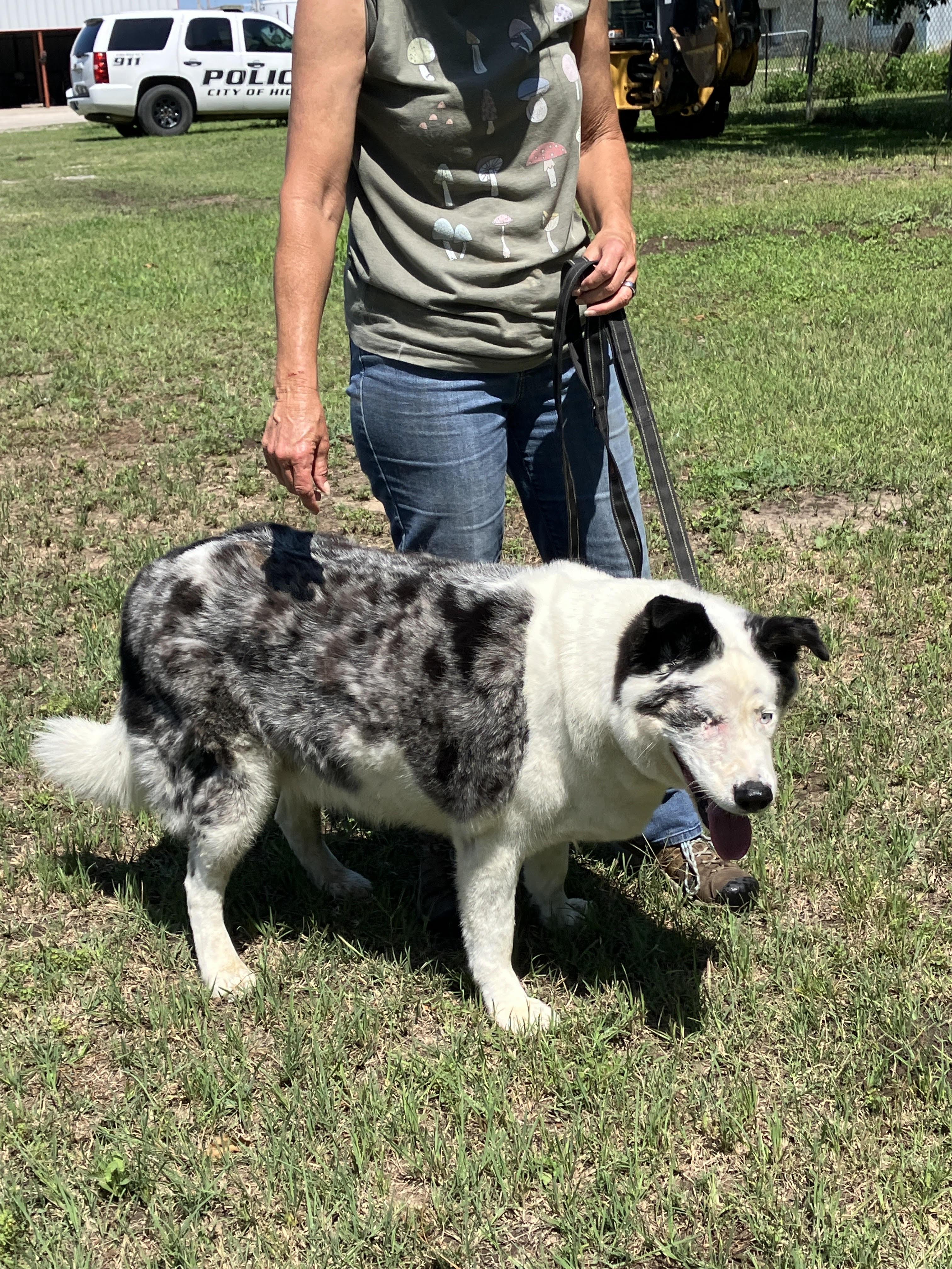 HANK-Walking Ottoman, a Adoptable mixed breed in Georgetown, TX image 2/6