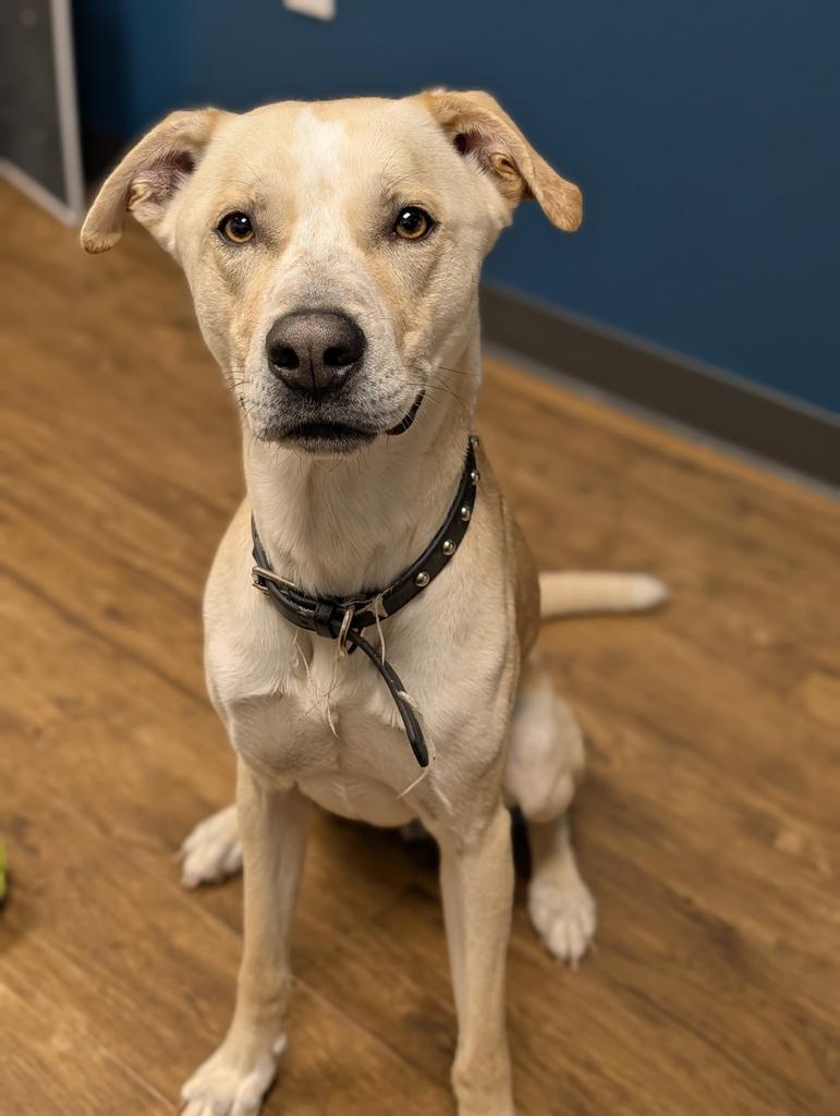 Enlarge Camper (Cooper), a Adoptable mixed breed in Greenfield, IN image 1/4