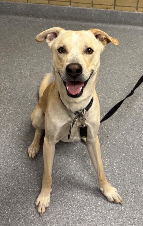 Enlarge Camper (Cooper), a Adoptable mixed breed in Greenfield, IN image 2/4