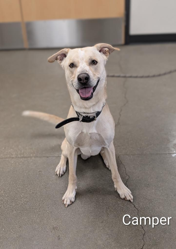 Enlarge Camper (Cooper), a Adoptable mixed breed in Greenfield, IN image 3/4