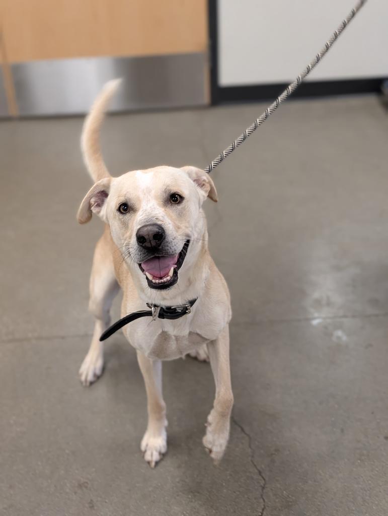 Enlarge Camper (Cooper), a Adoptable mixed breed in Greenfield, IN image 4/4