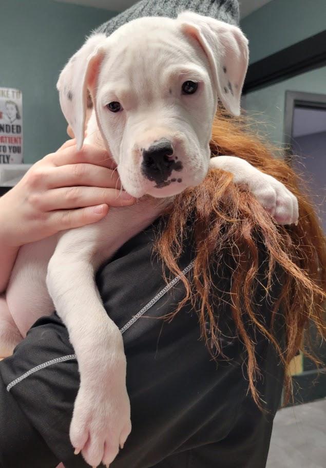 Enlarge Chance, an adopted mixed breed in Lisbon, OH image 1/1