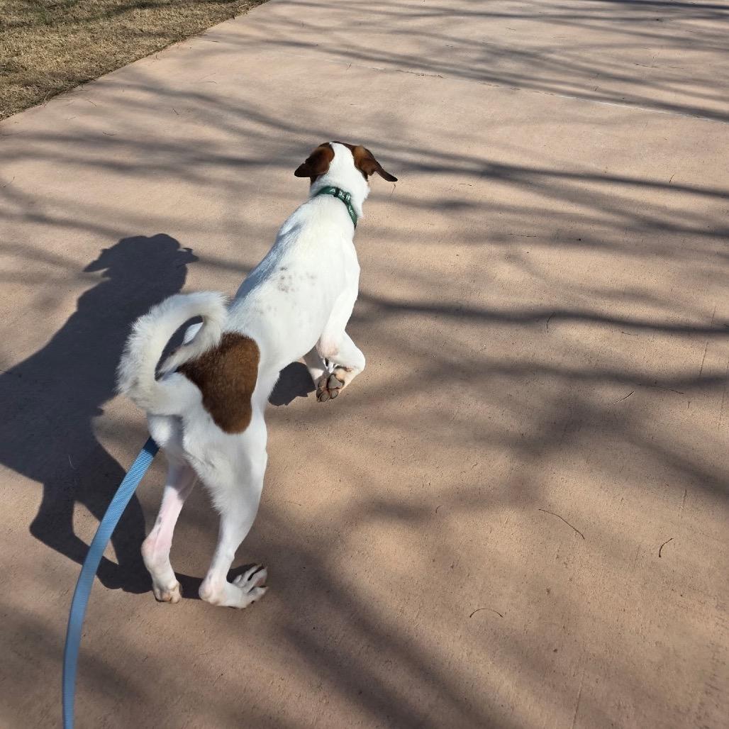 Louie, Adoptable, Adult Male Hound & Great Pyrenees.