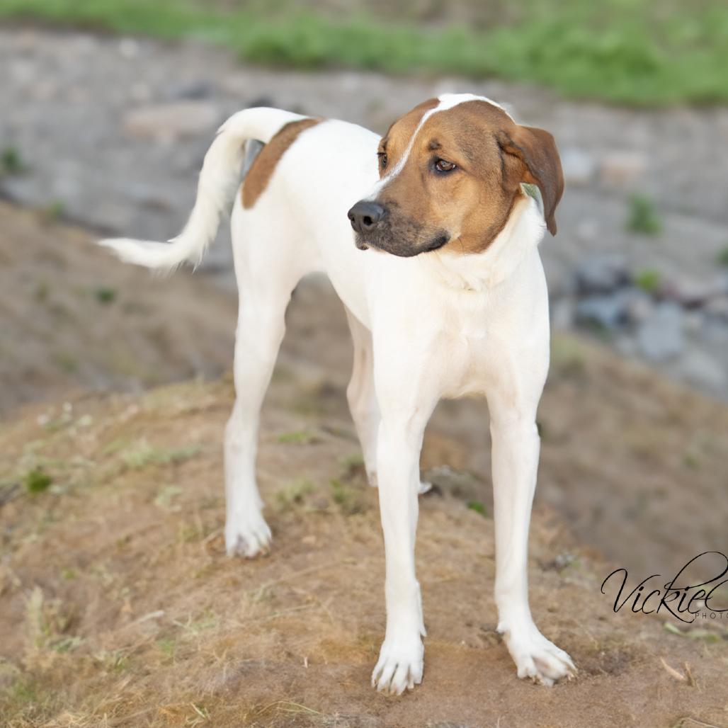 Enlarge Louie, a Adoptable mixed breed in Abilene, TX image 1/2