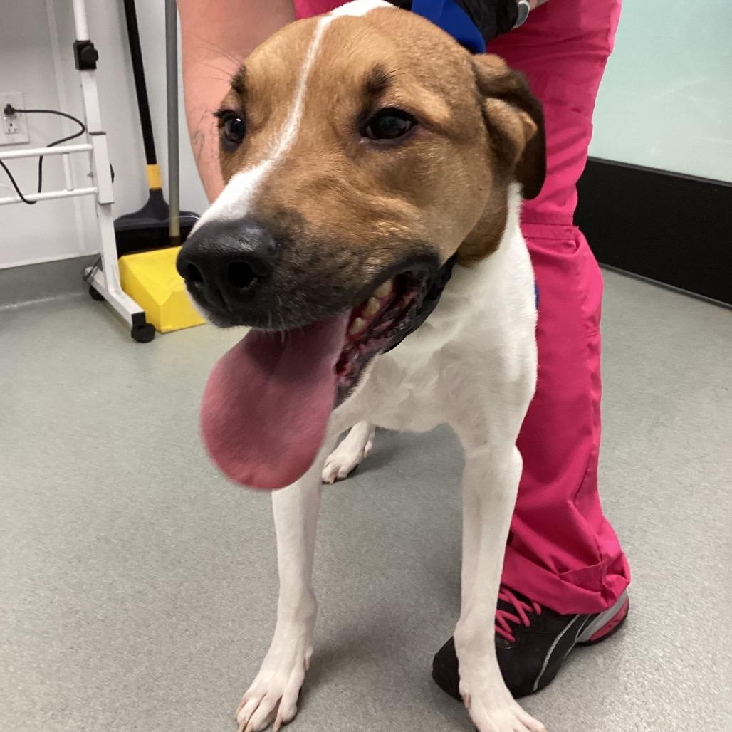 Enlarge Louie, a Adoptable mixed breed in Abilene, TX image 2/2