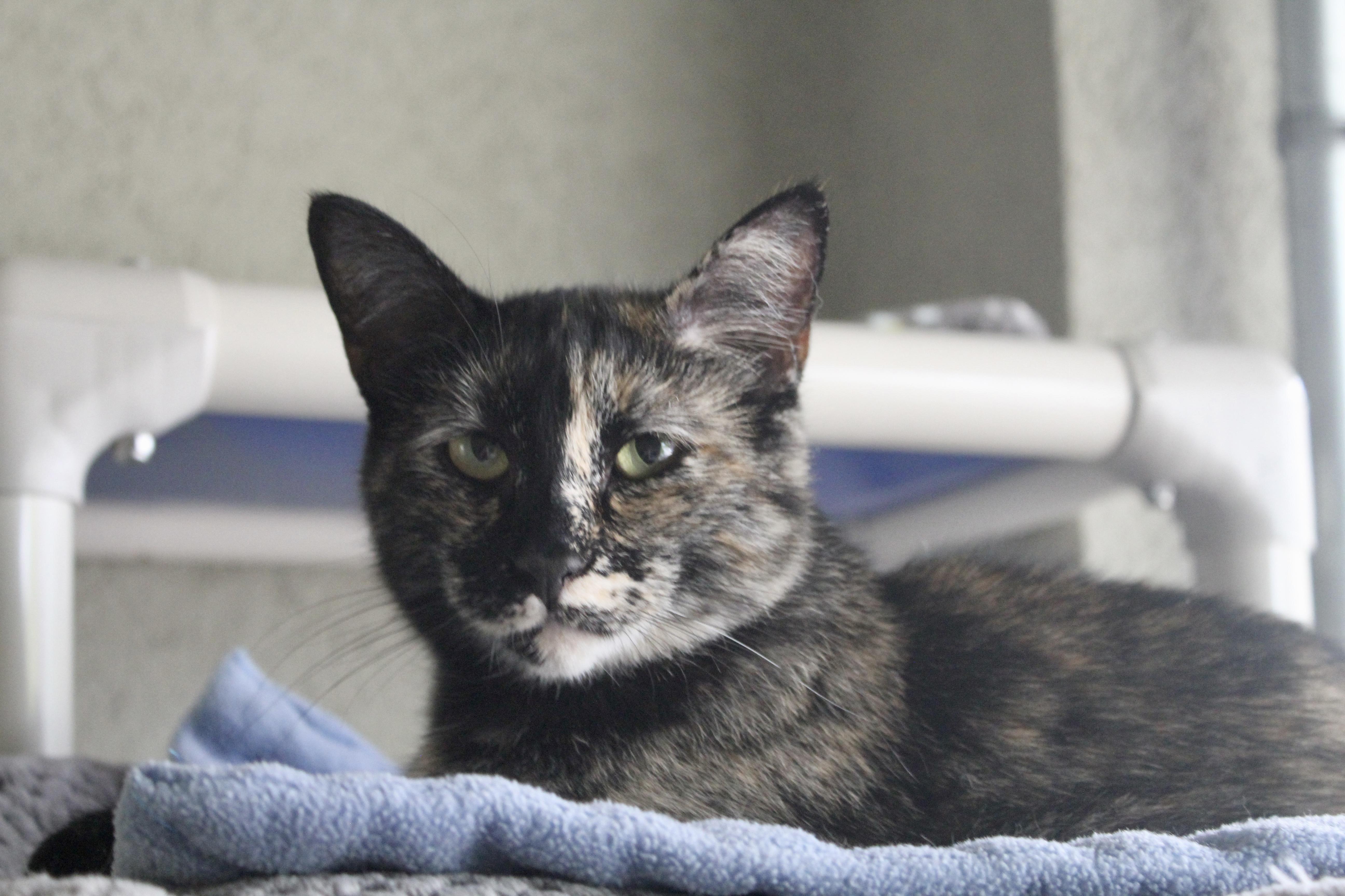 Tori, an adoptable Domestic Short Hair in Boise, ID, 83709 | Photo Image 1