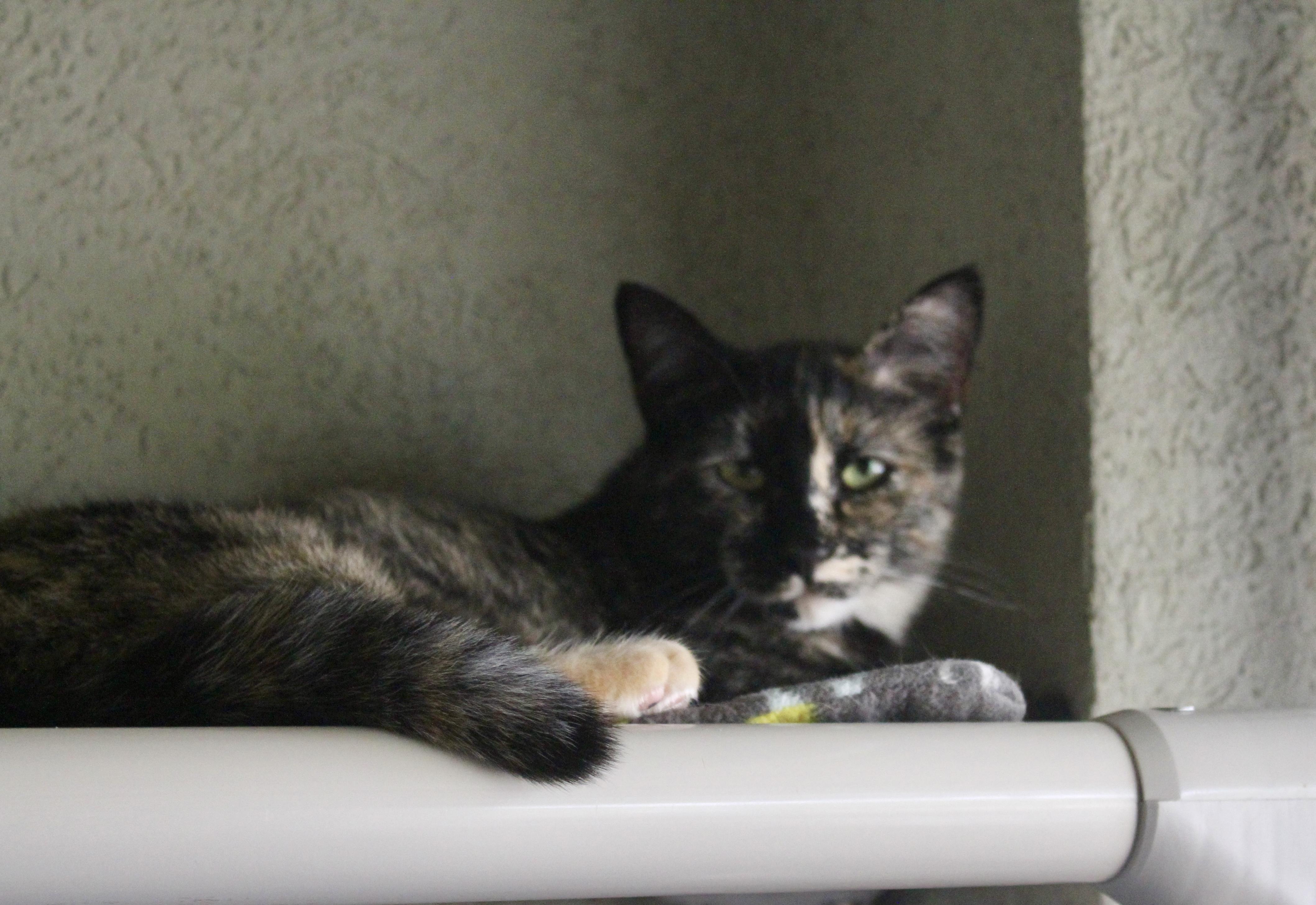 Tori, an adoptable Domestic Short Hair in Boise, ID, 83709 | Photo Image 2