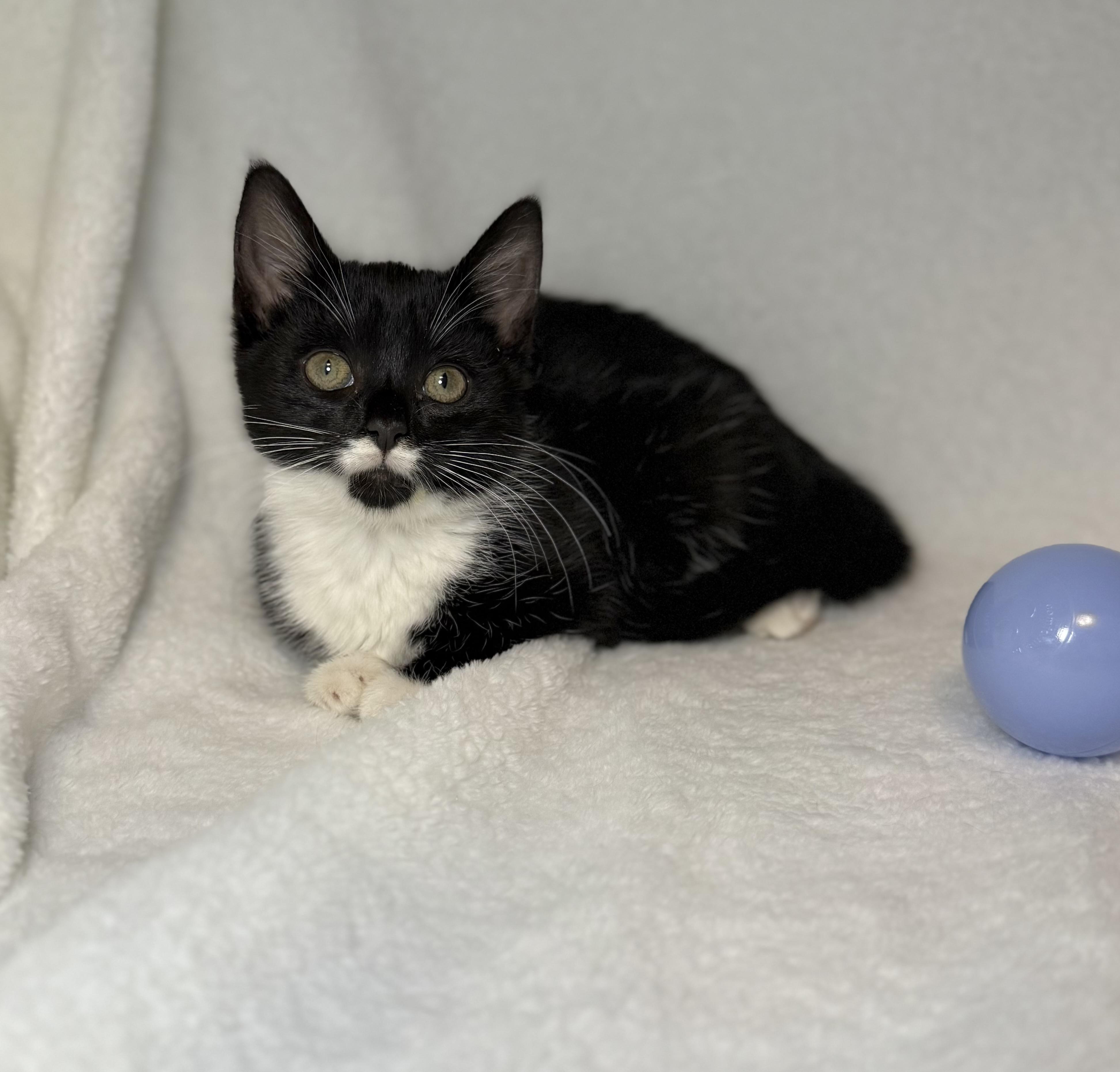Stasia, Adoptable, Kitten Female Domestic Short Hair & Tuxedo.