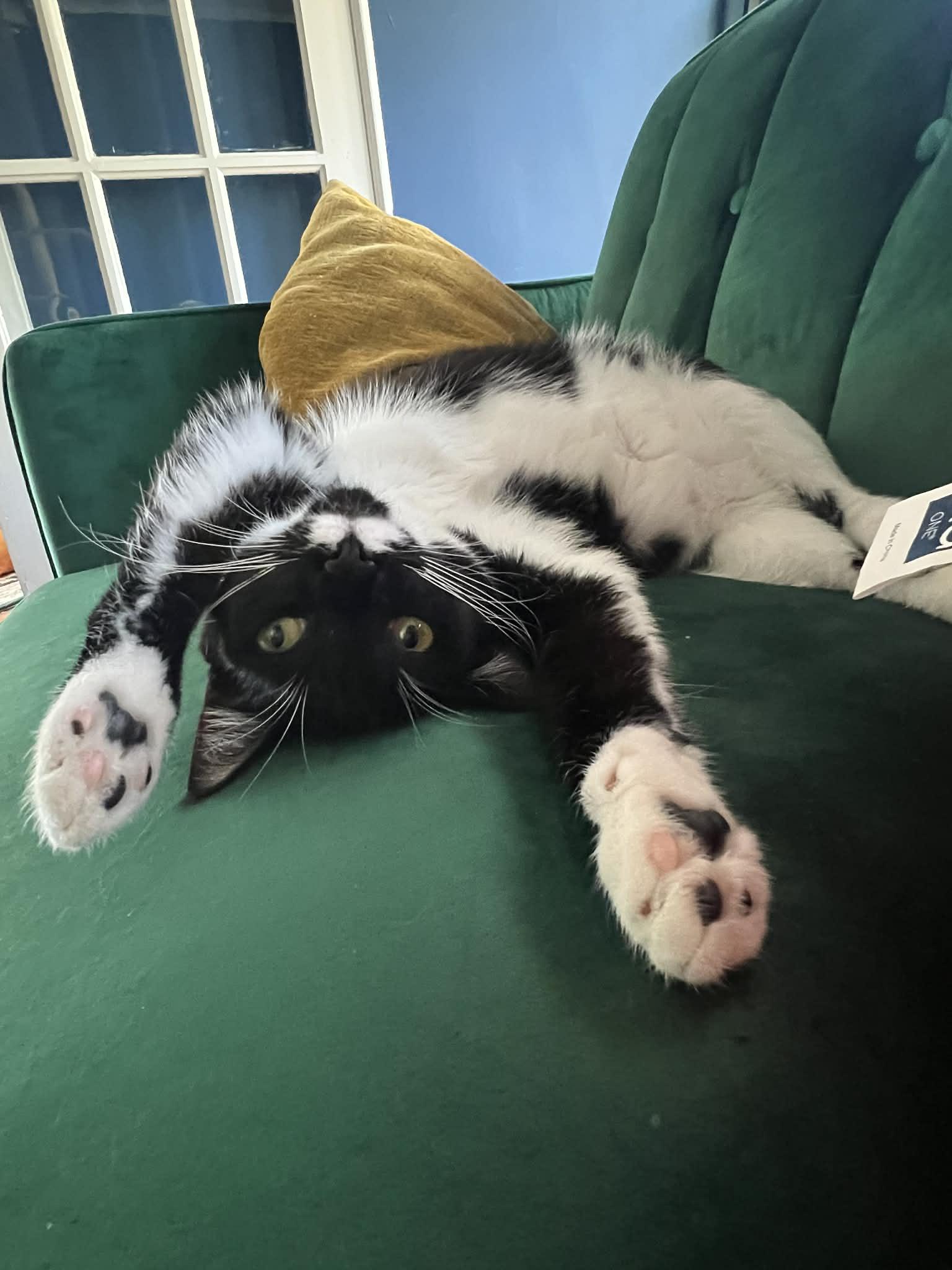 Enlarge Stasia, a Adoptable mixed breed in Greensboro, NC image 3/4