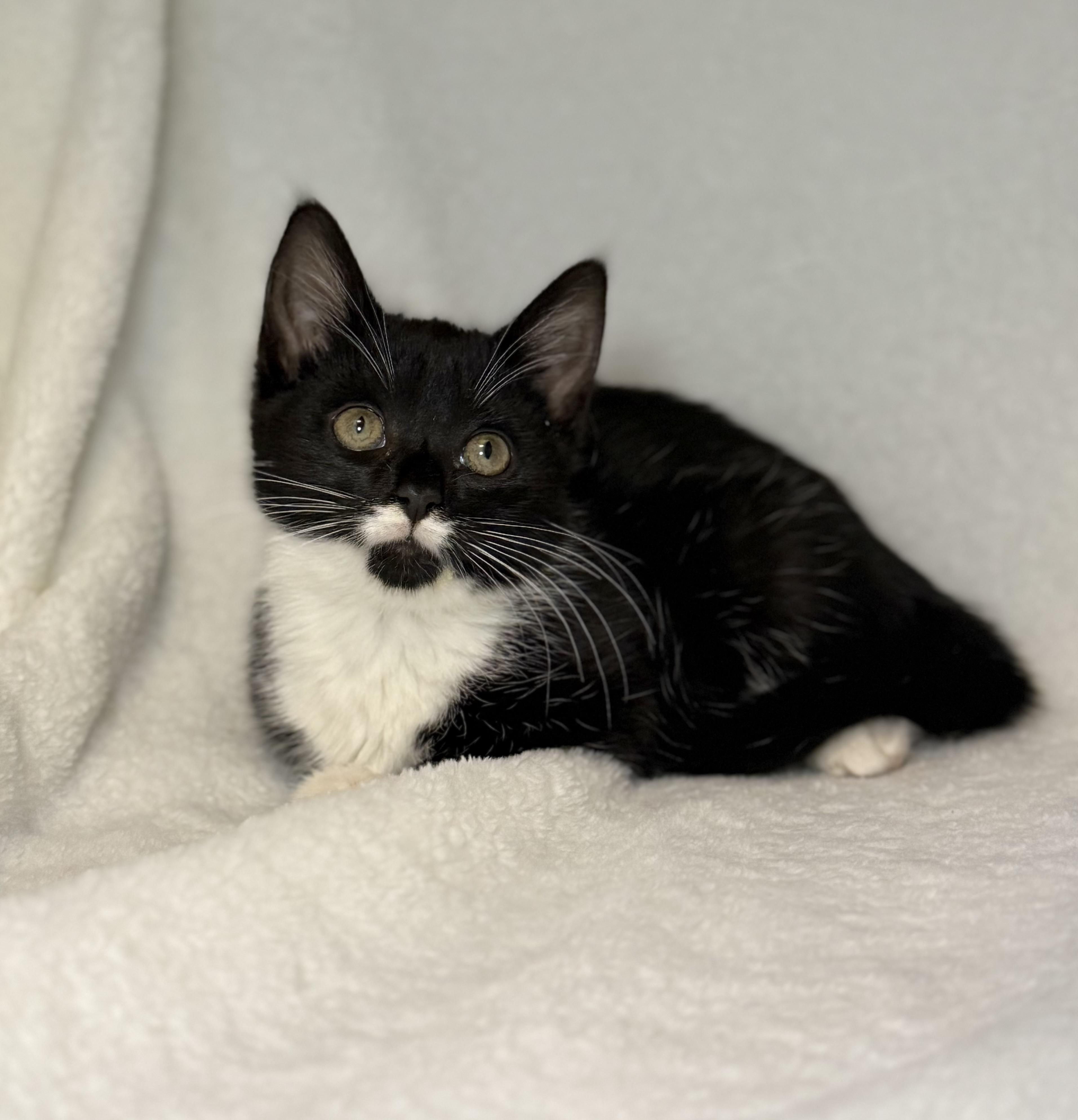 Enlarge Stasia, a Adoptable mixed breed in Greensboro, NC image 3/4