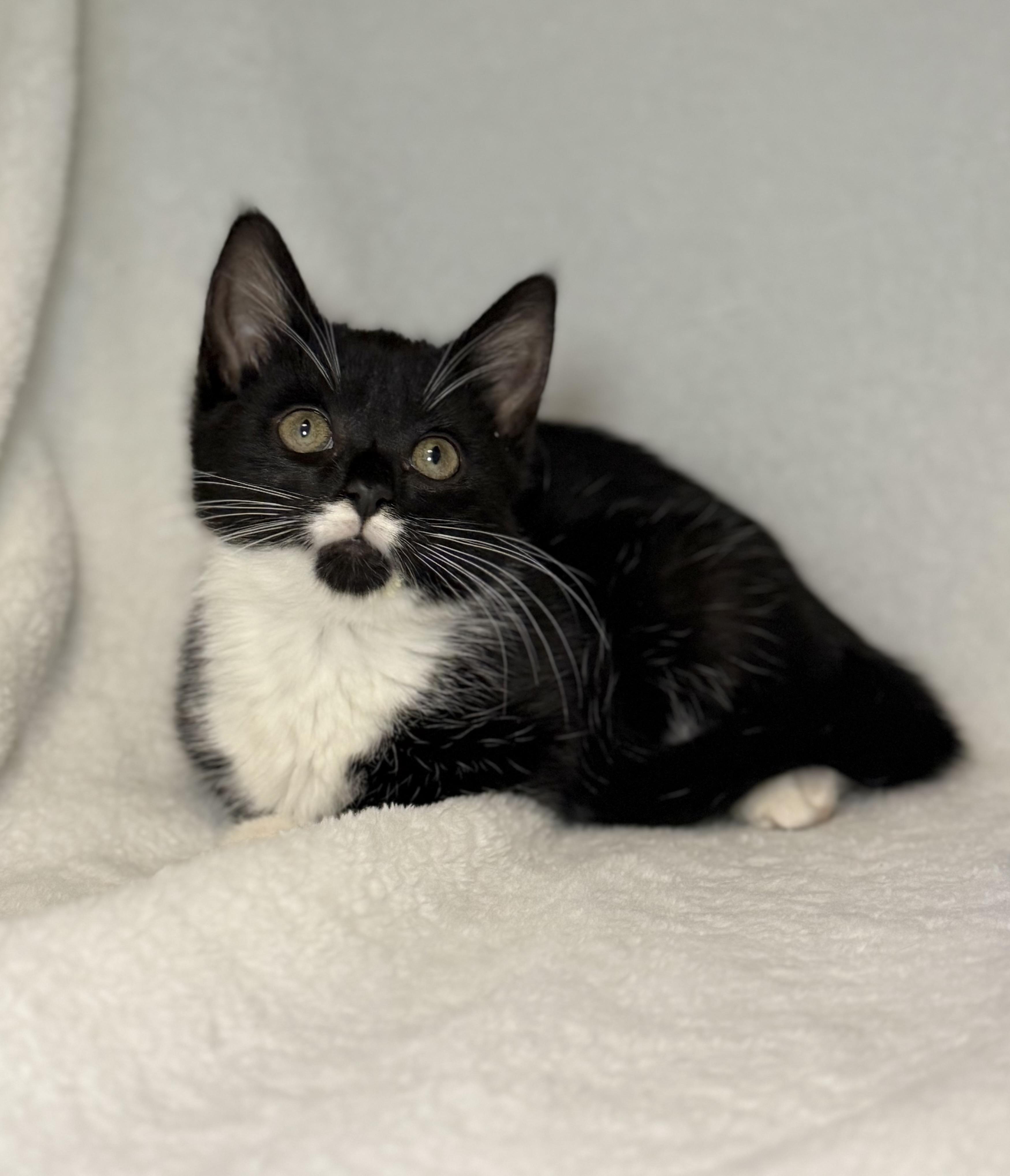 Enlarge Stasia, a Adoptable mixed breed in Greensboro, NC image 4/4