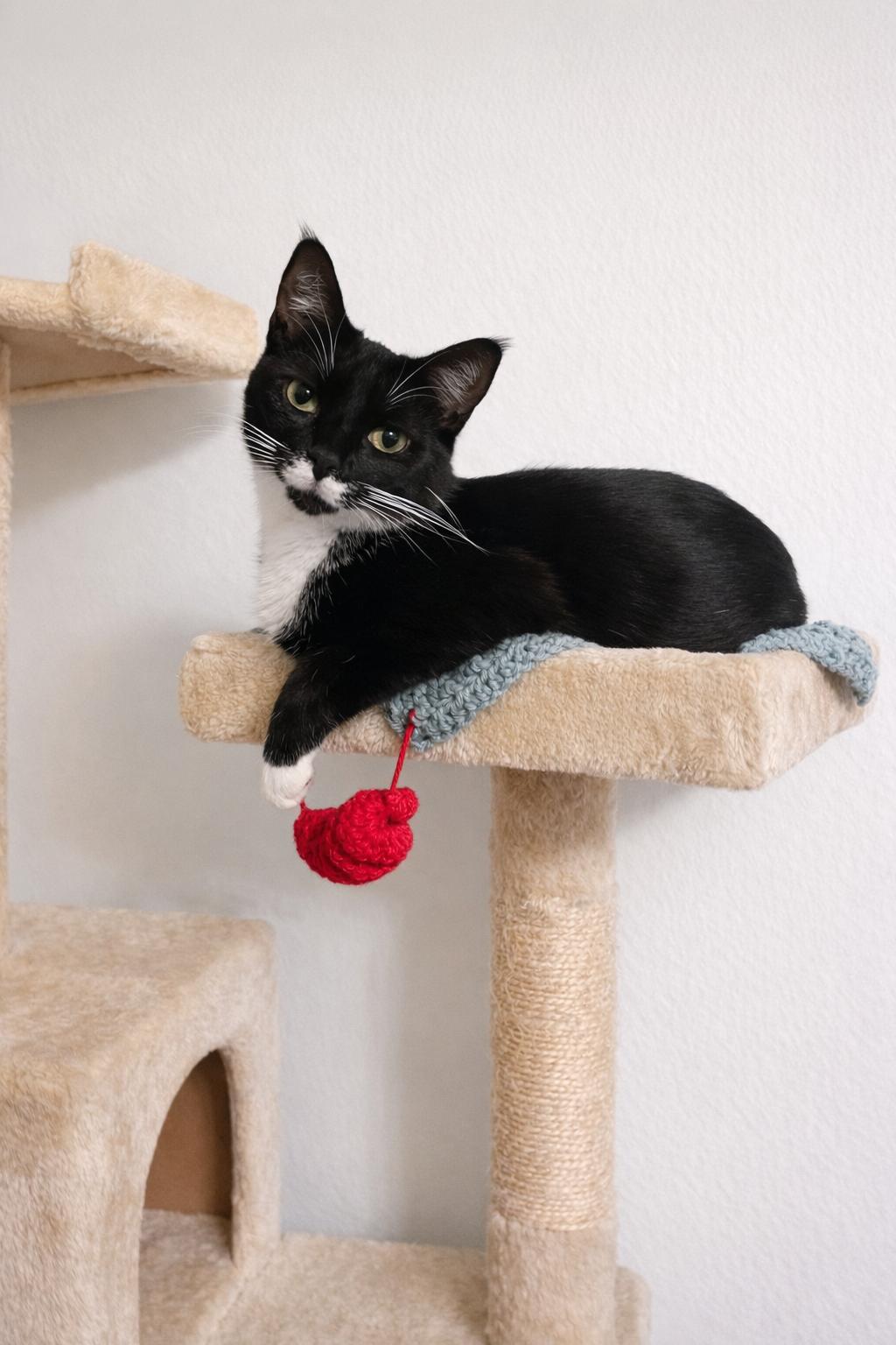 Enlarge Stasia, a Adoptable mixed breed in Greensboro, NC image 2/4