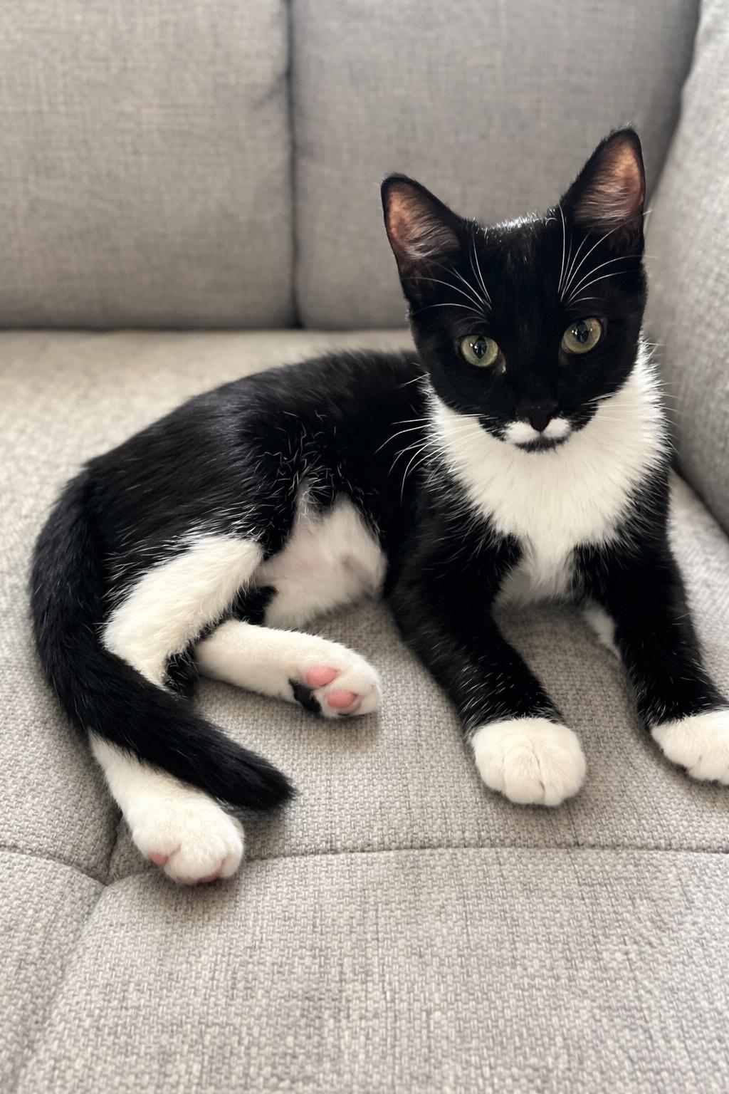 Stasia, Adoptable, Kitten Female Domestic Short Hair & Tuxedo.