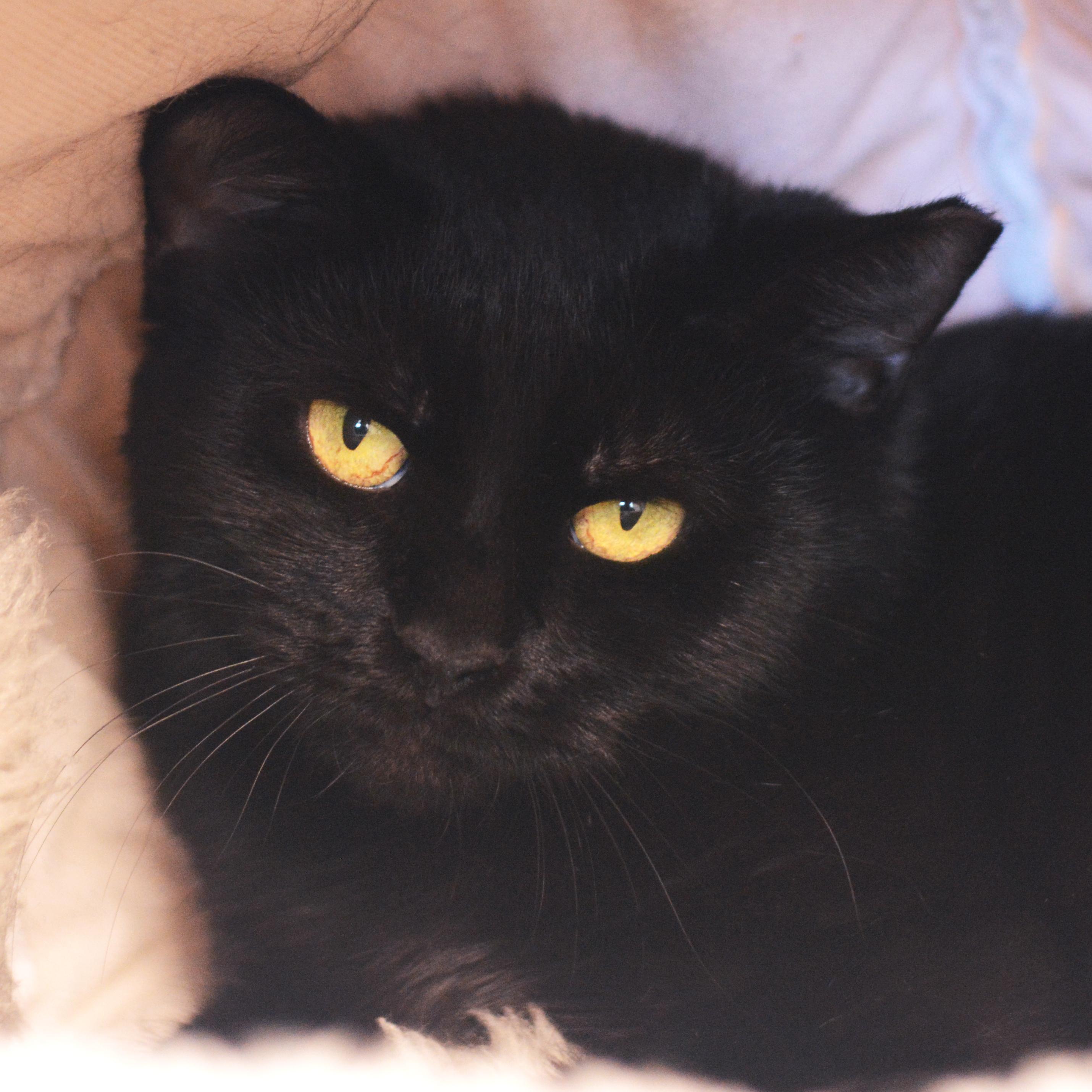 Enlarge Licorice, a ADOPTABLE Domestic Short Hair in Amsterdam, NY image 1/1