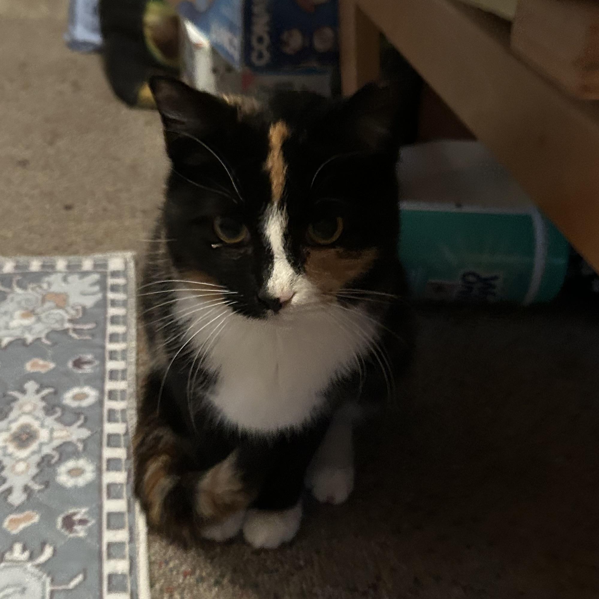 Almond, ADOPTABLE, Adult Female Domestic Short Hair.