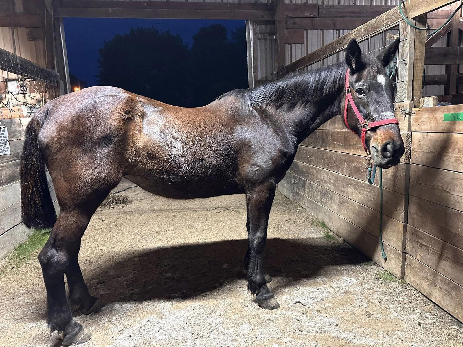 Strapping Beauty, Adoptable, Senior Female Standardbred.