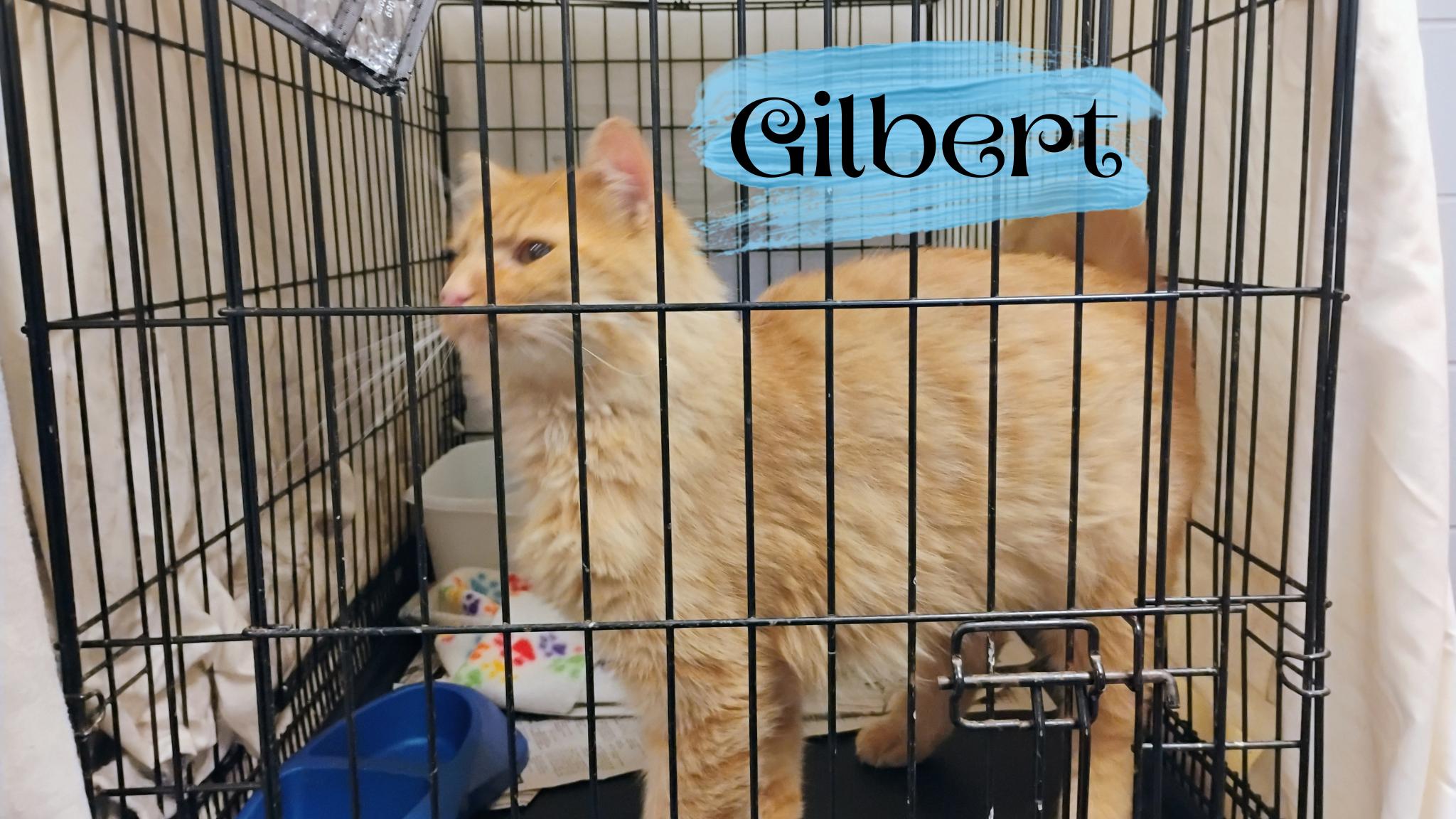 Gilbert