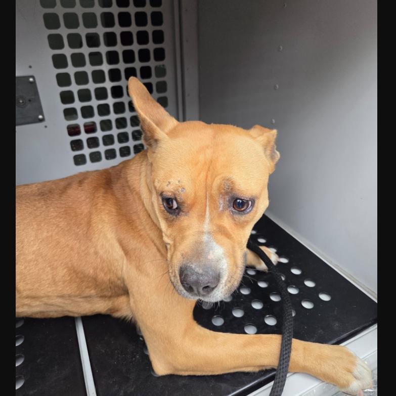 Glam Rock 8850 — thumbnail 3