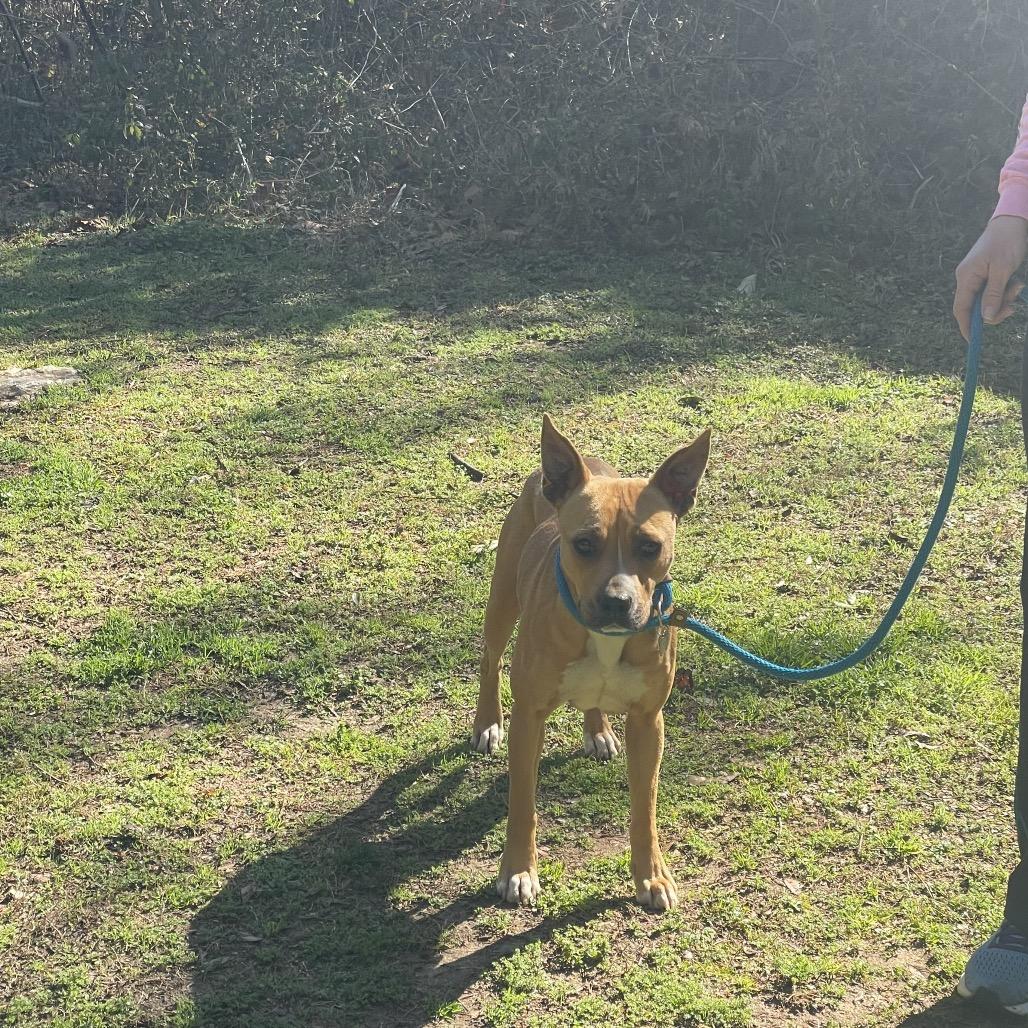 Glam Rock 8850 — thumbnail 5